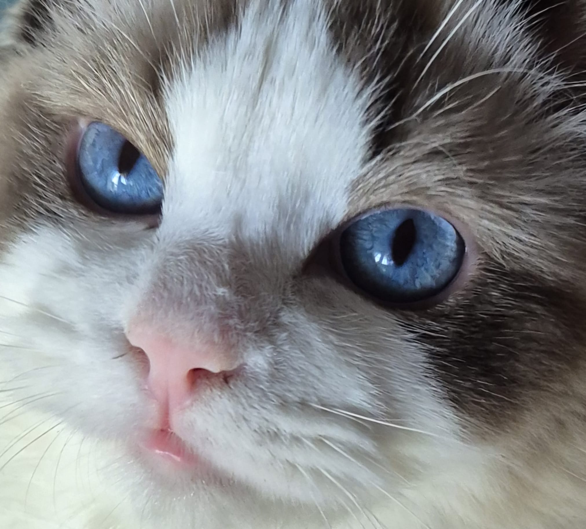 JCH. L'Narcissus CareForPets