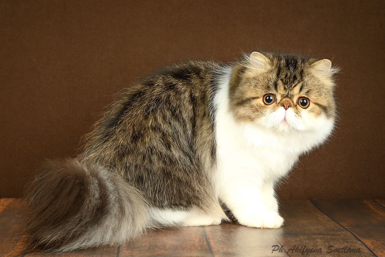 CH. Black Pearls Jordan