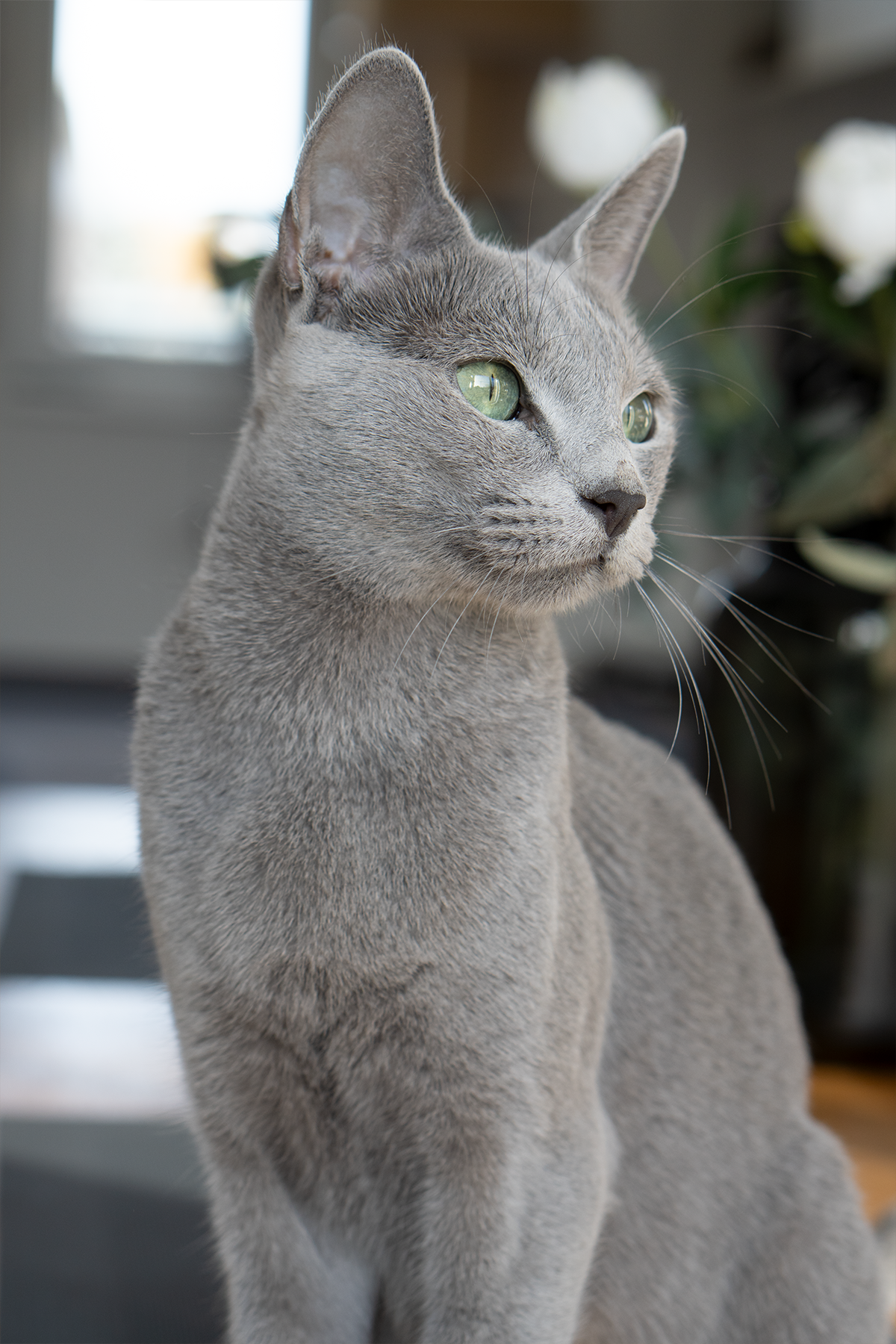 Neytiri UvEo Grey Silk