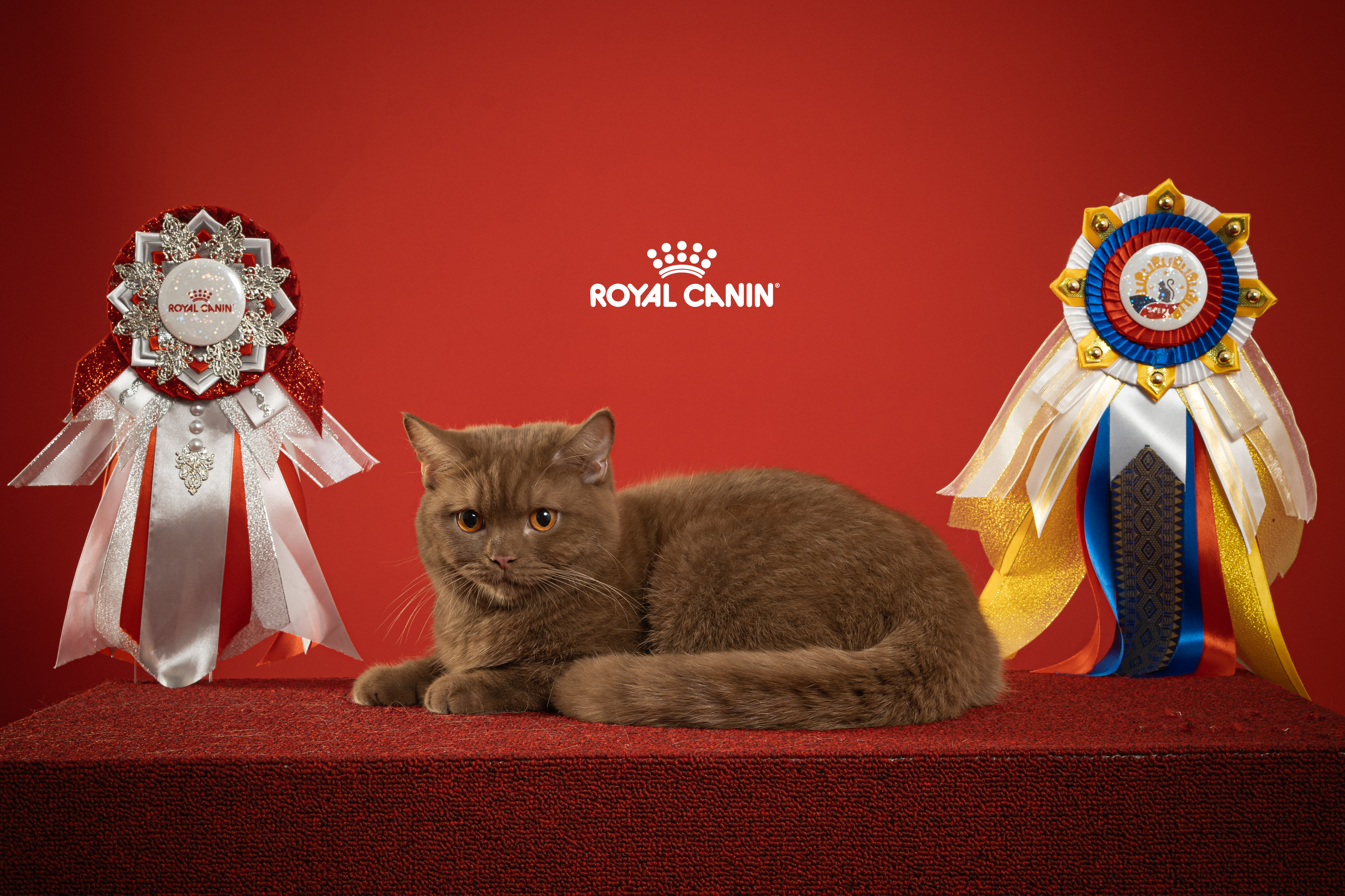 JCH. Good Hoomans Noah