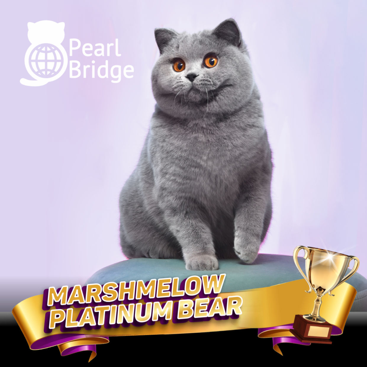 CH. Marshmelow Platinum Bear