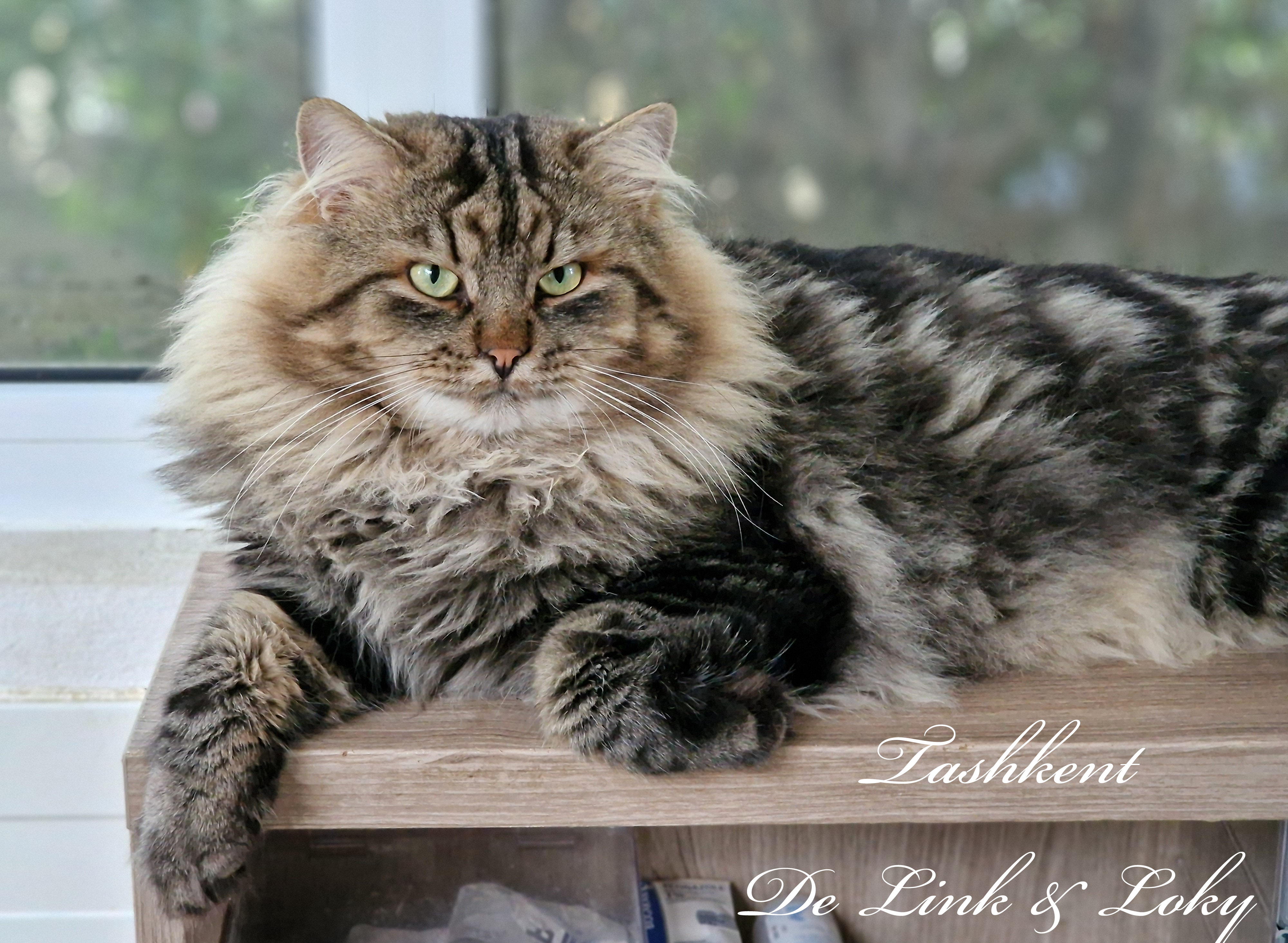 WCH. Tashkent De Link & Loky