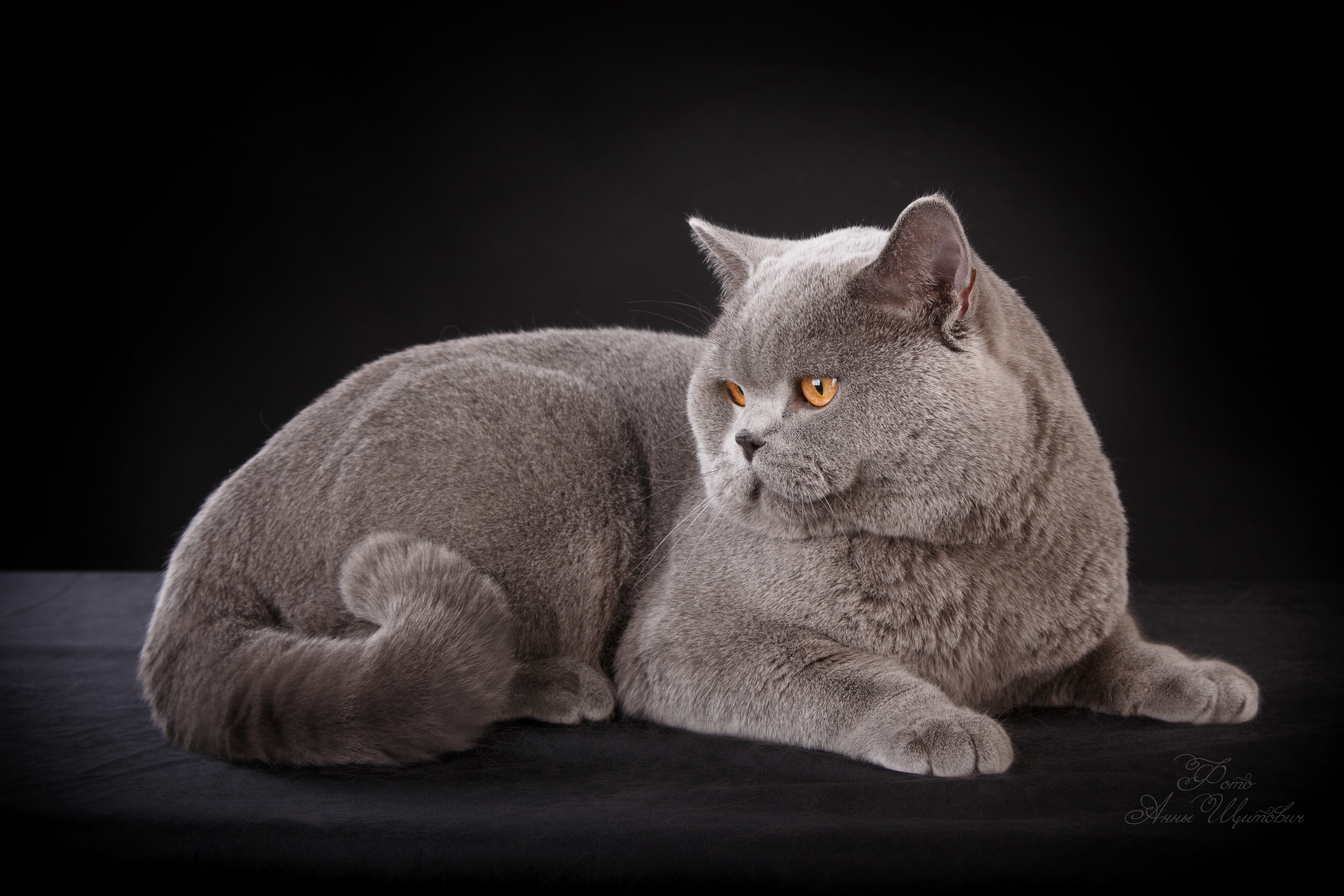 ICH. Ilver Royal Marvelous Lord*Ru