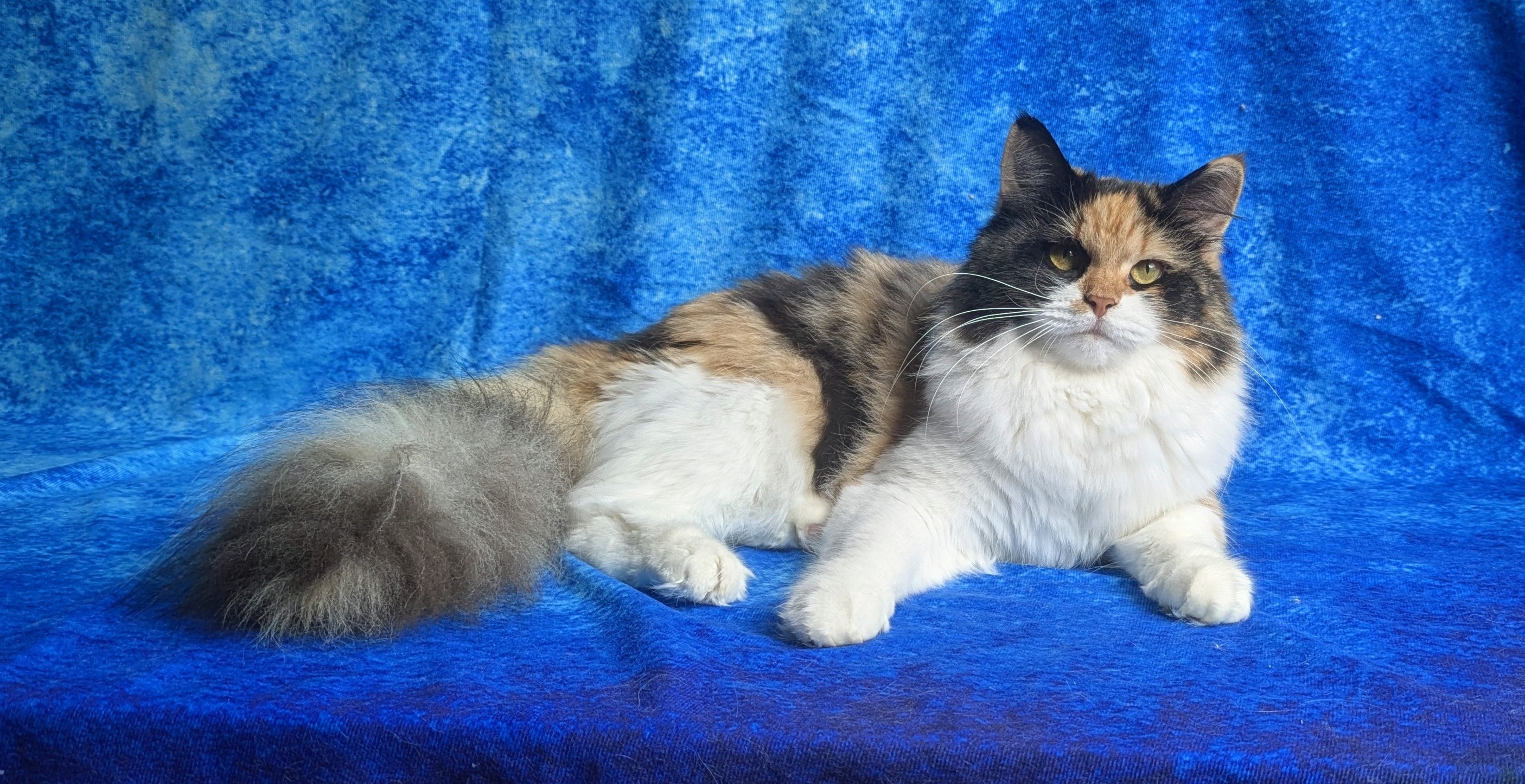 GICH. Juna NightSky of MikasisShine