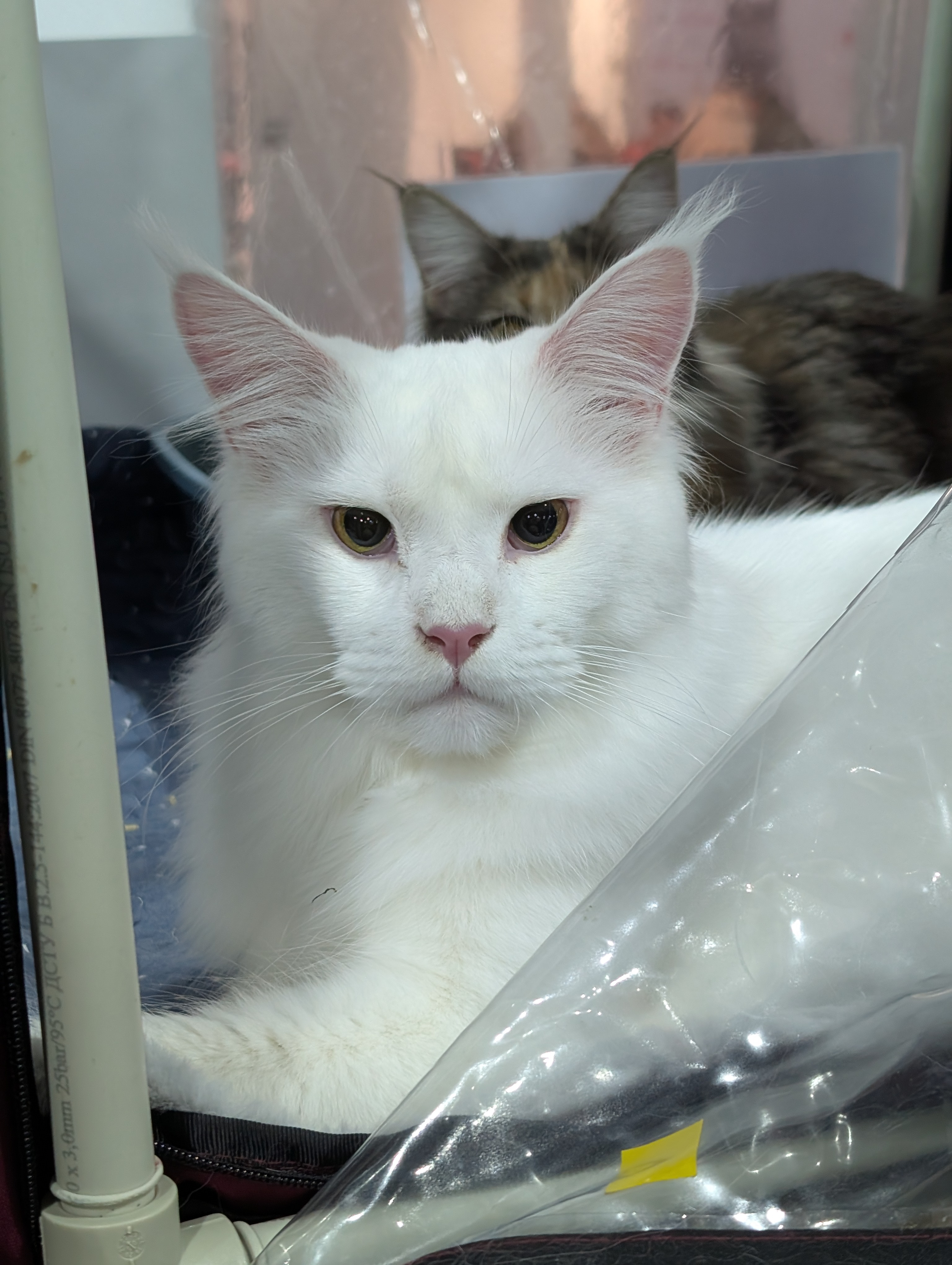 UA*Inkeniro Vers Jun