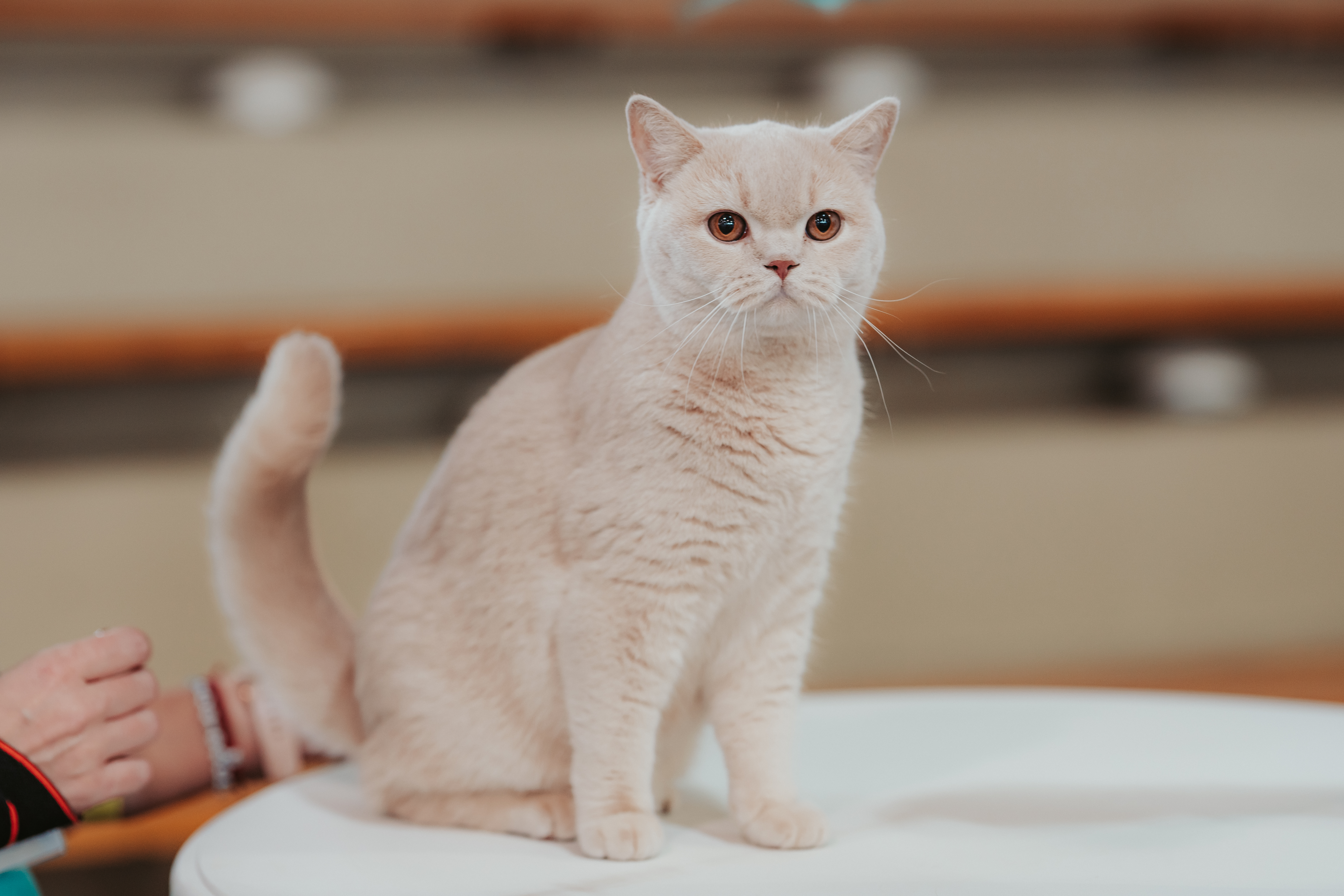 JCH. North Highland Angel's Cats Honey