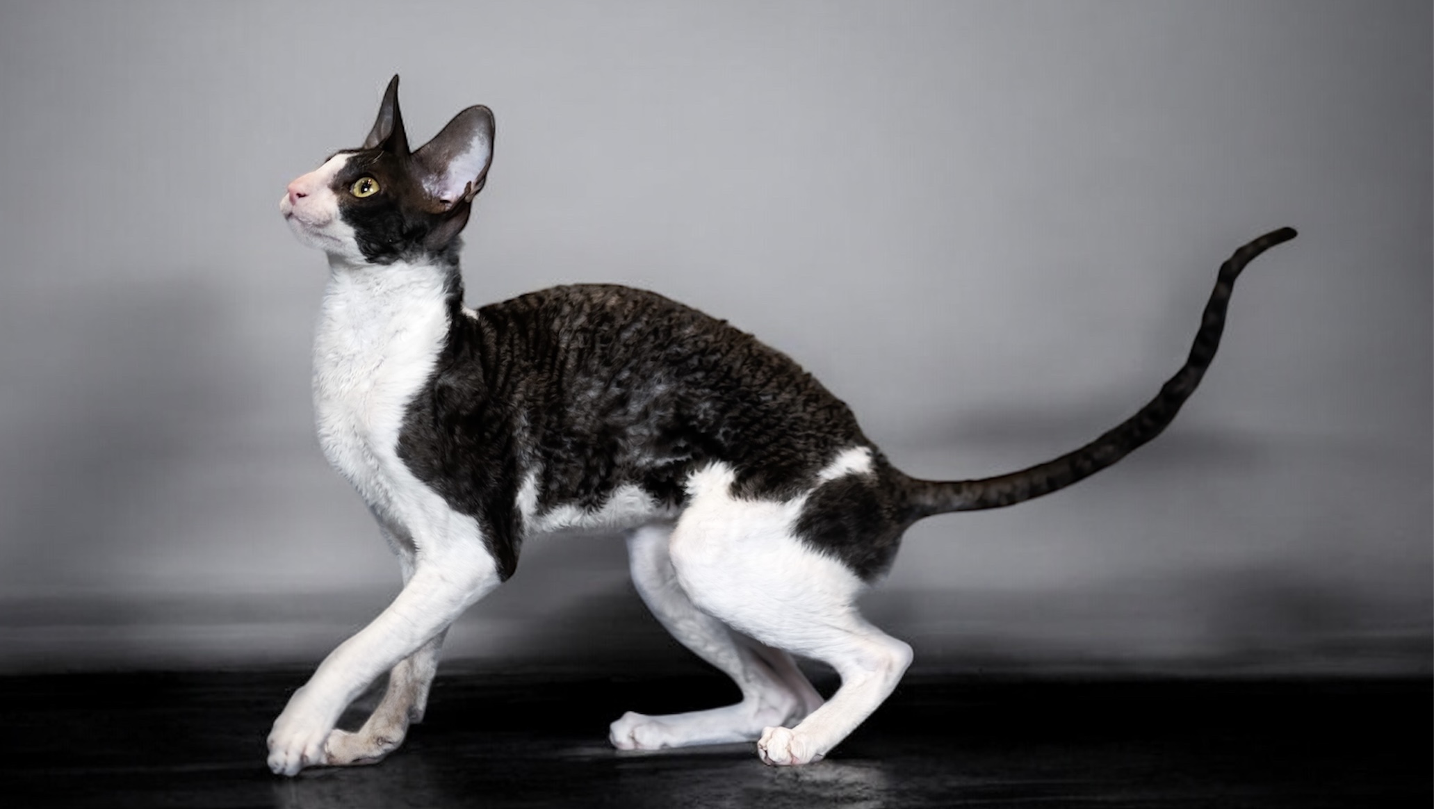 Shabbymur Mr.Incredible