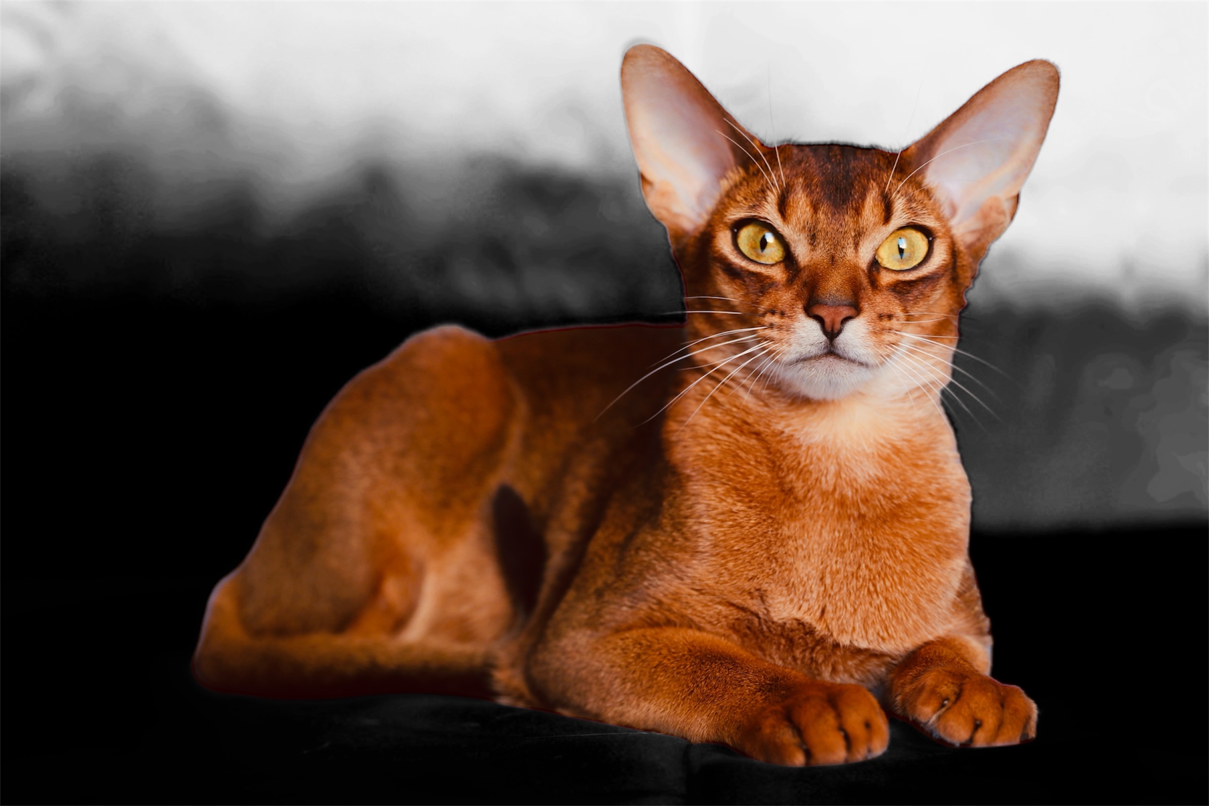 FI* LoveDevtion Valentine