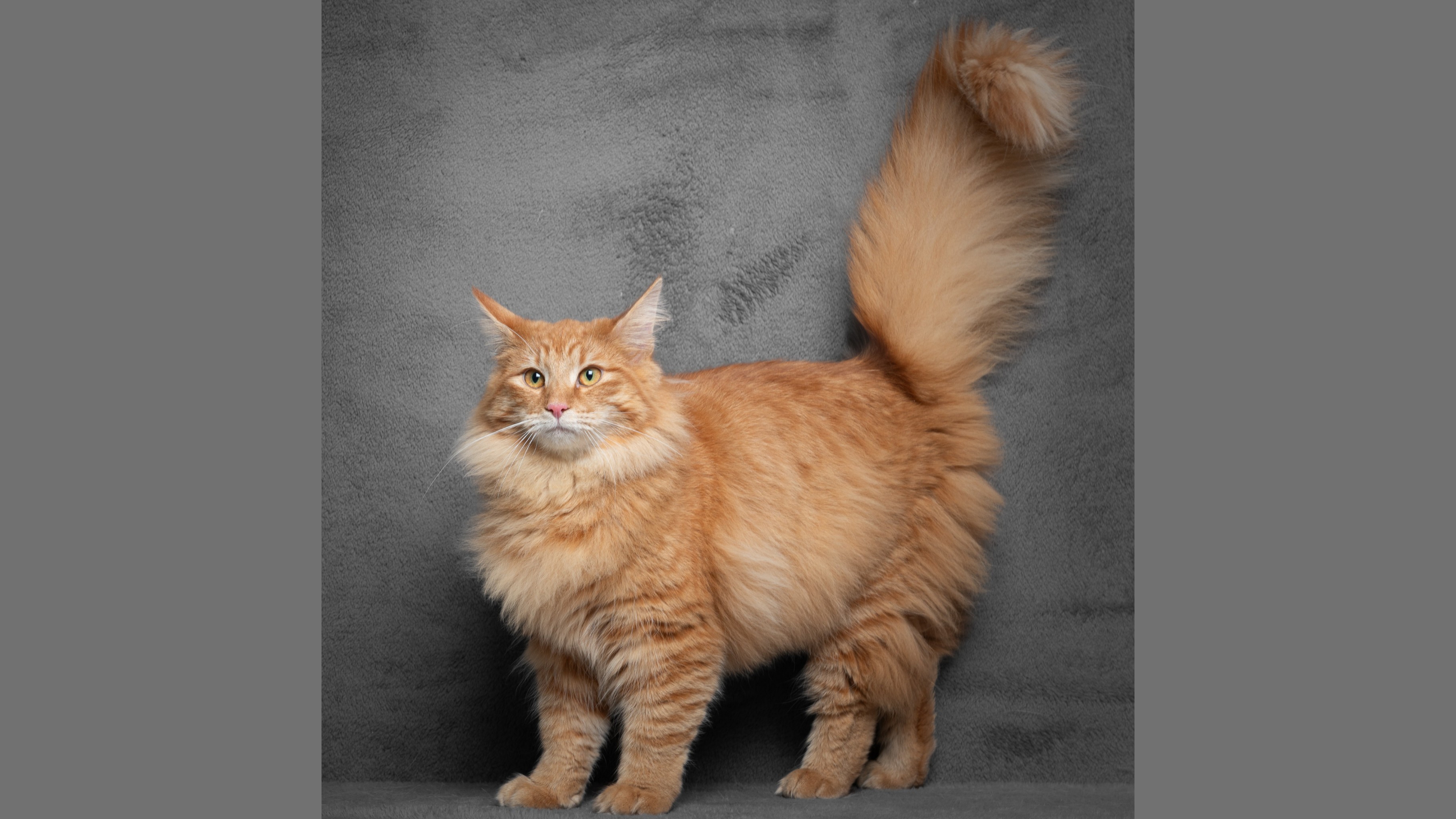 GICH. IT* Forest Dreams Kiki