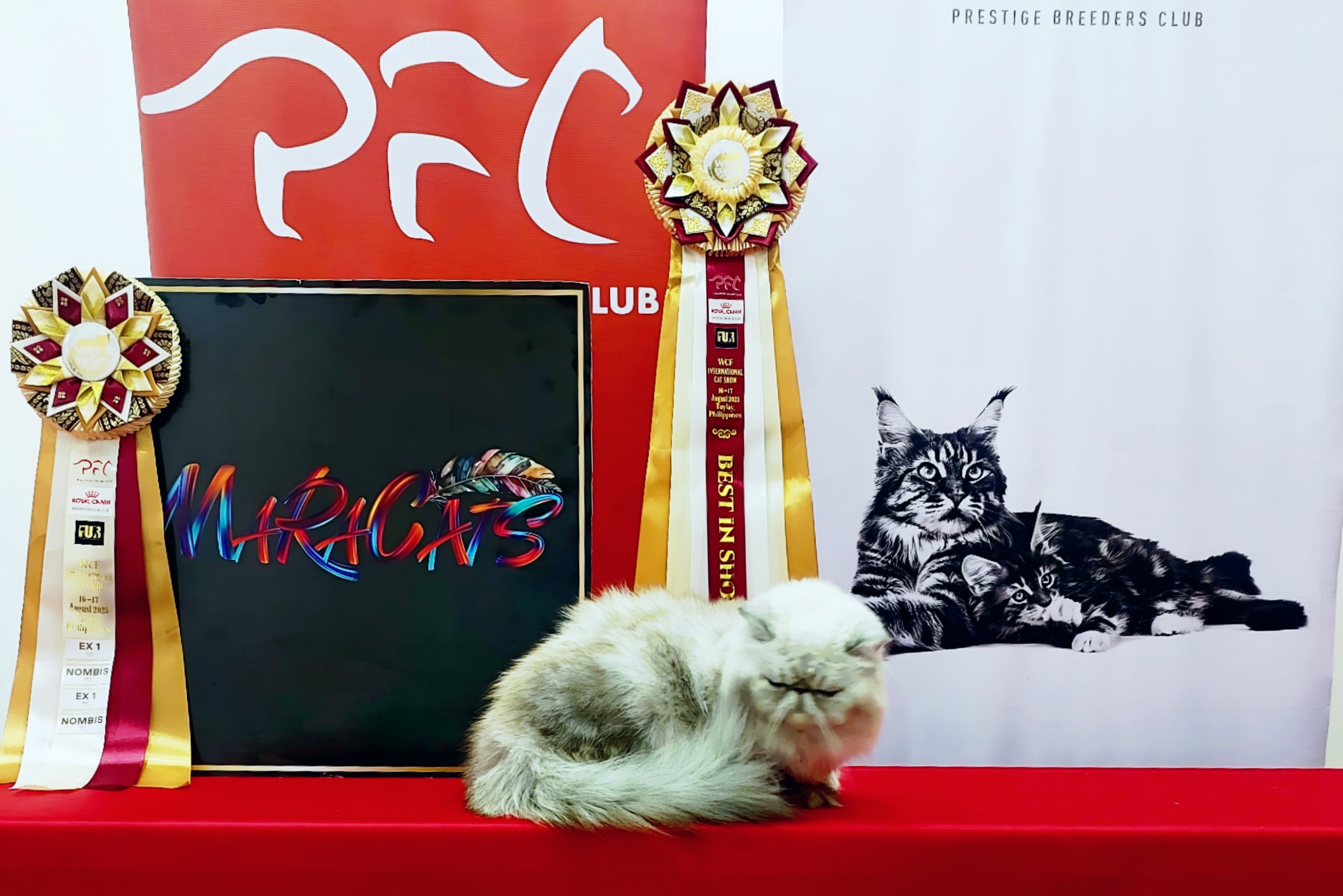 CH. Maracats Hamachi