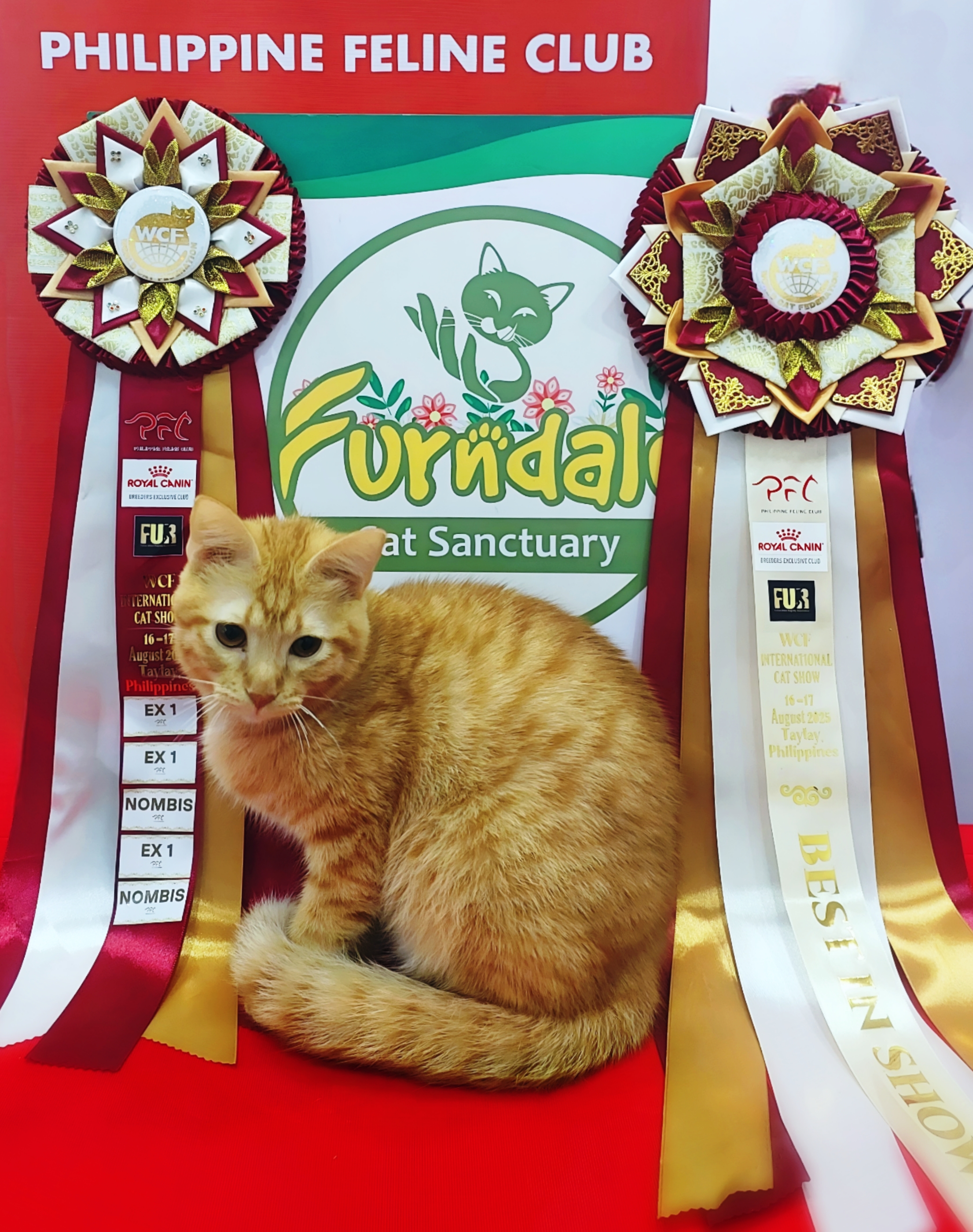 Furndale Cat Sanctuary's Yuki