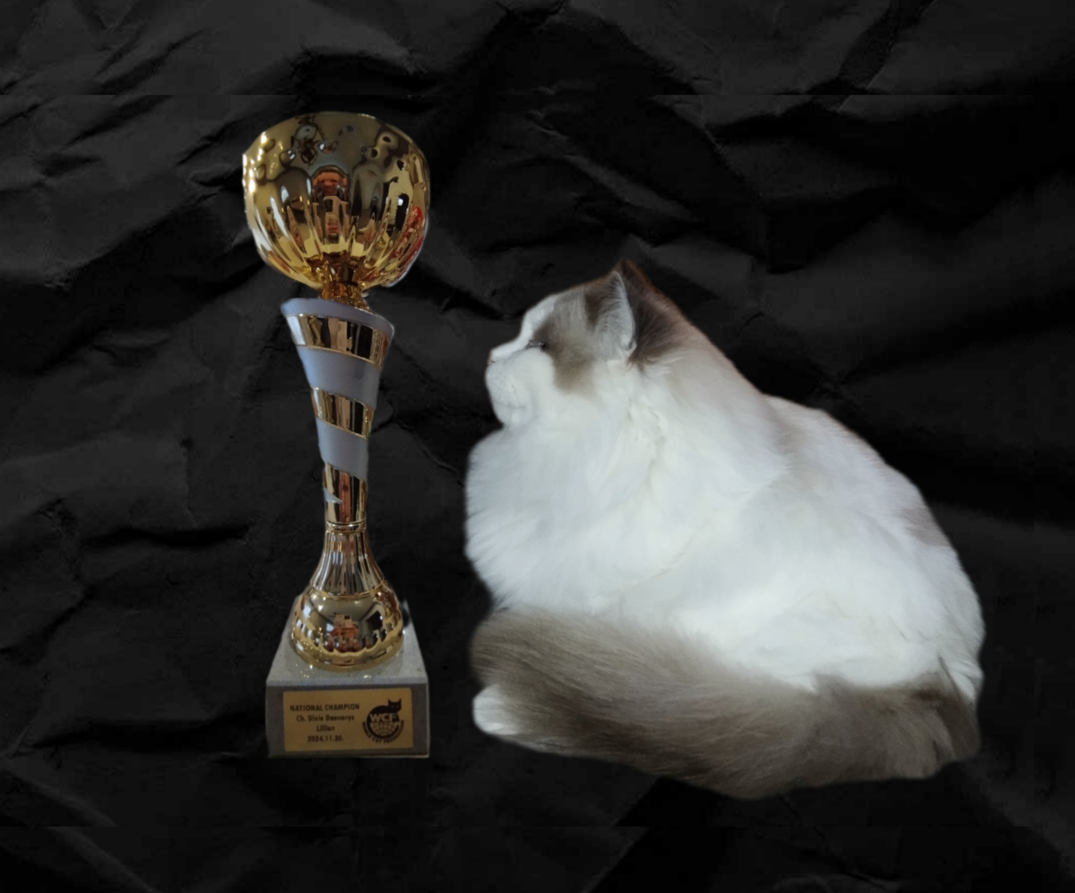 CH. Dixie Daenerys Lillien