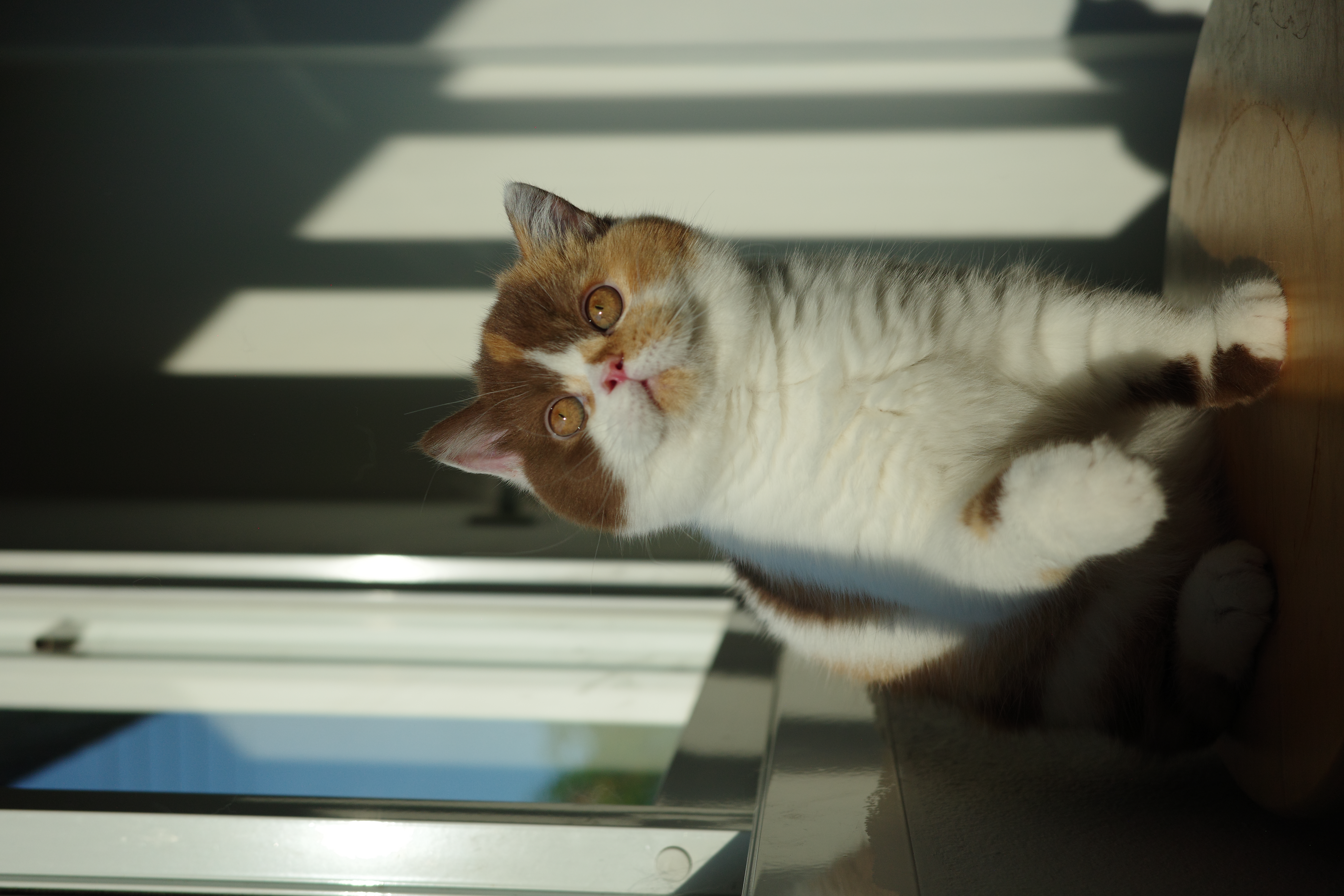 Bouvardia of Primrose