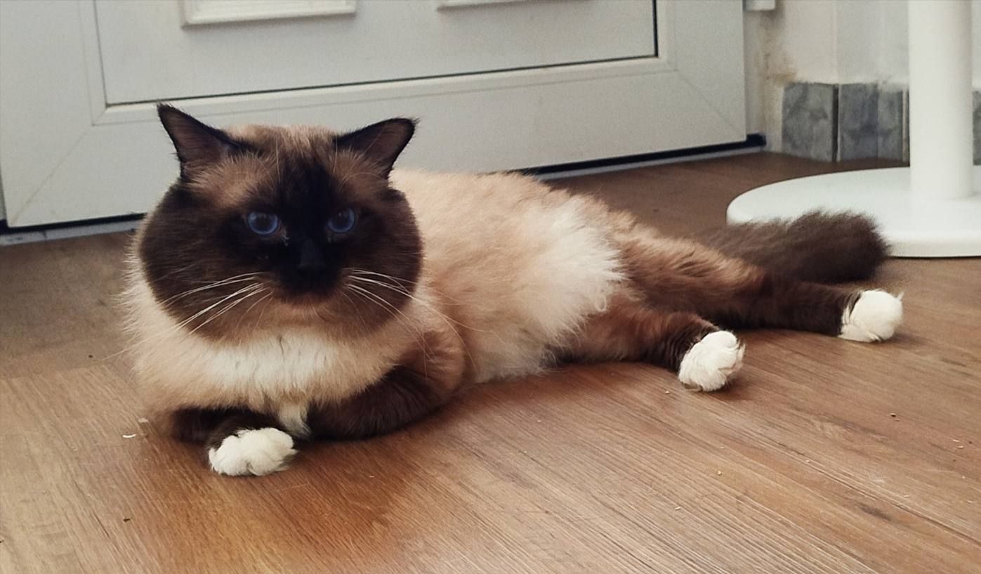CH. SACRED CAT ROCCO