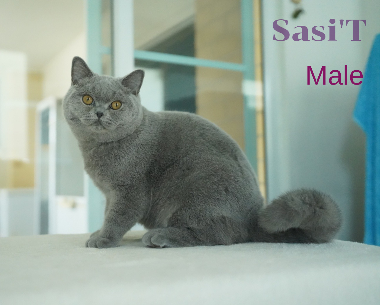 CH. Sasi't bangplee Khunkhao