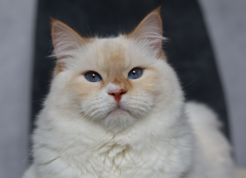 Rajah White Wizard