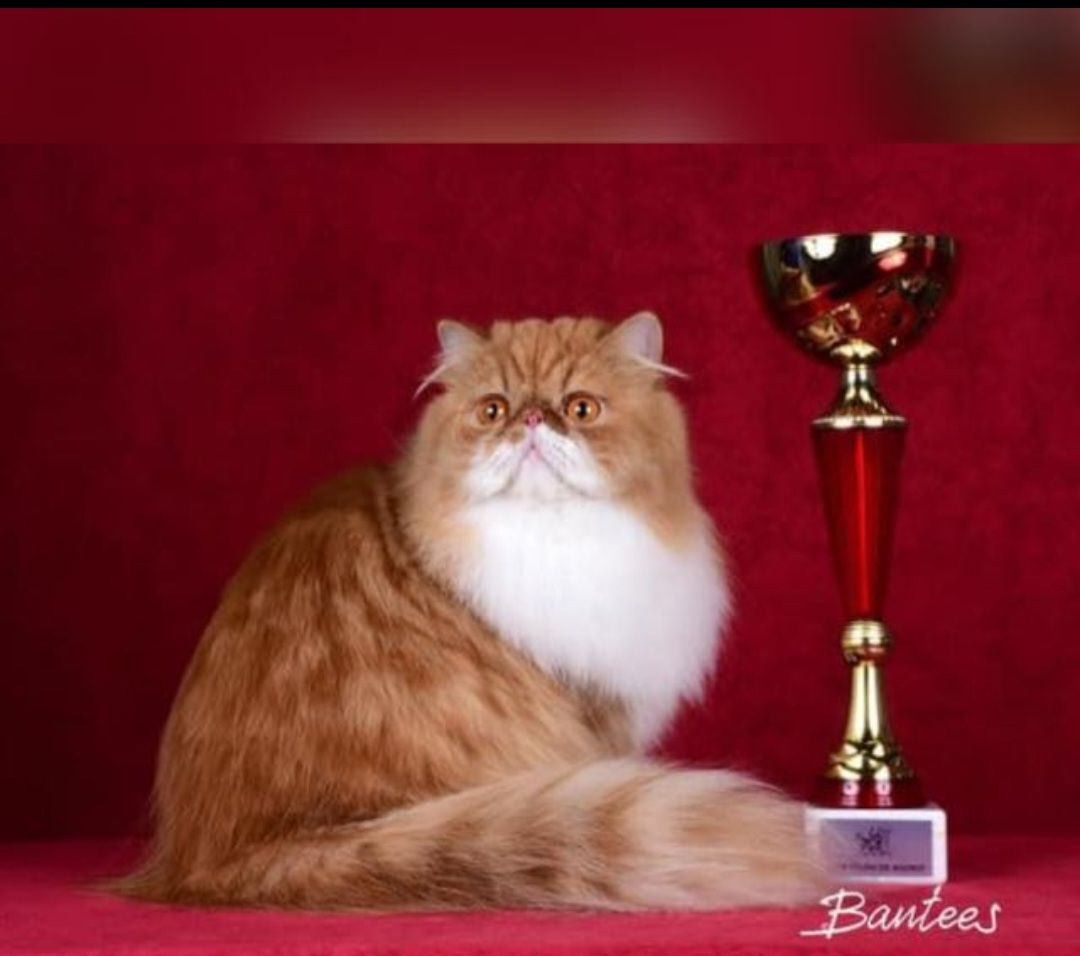 ICH. venus infinity love