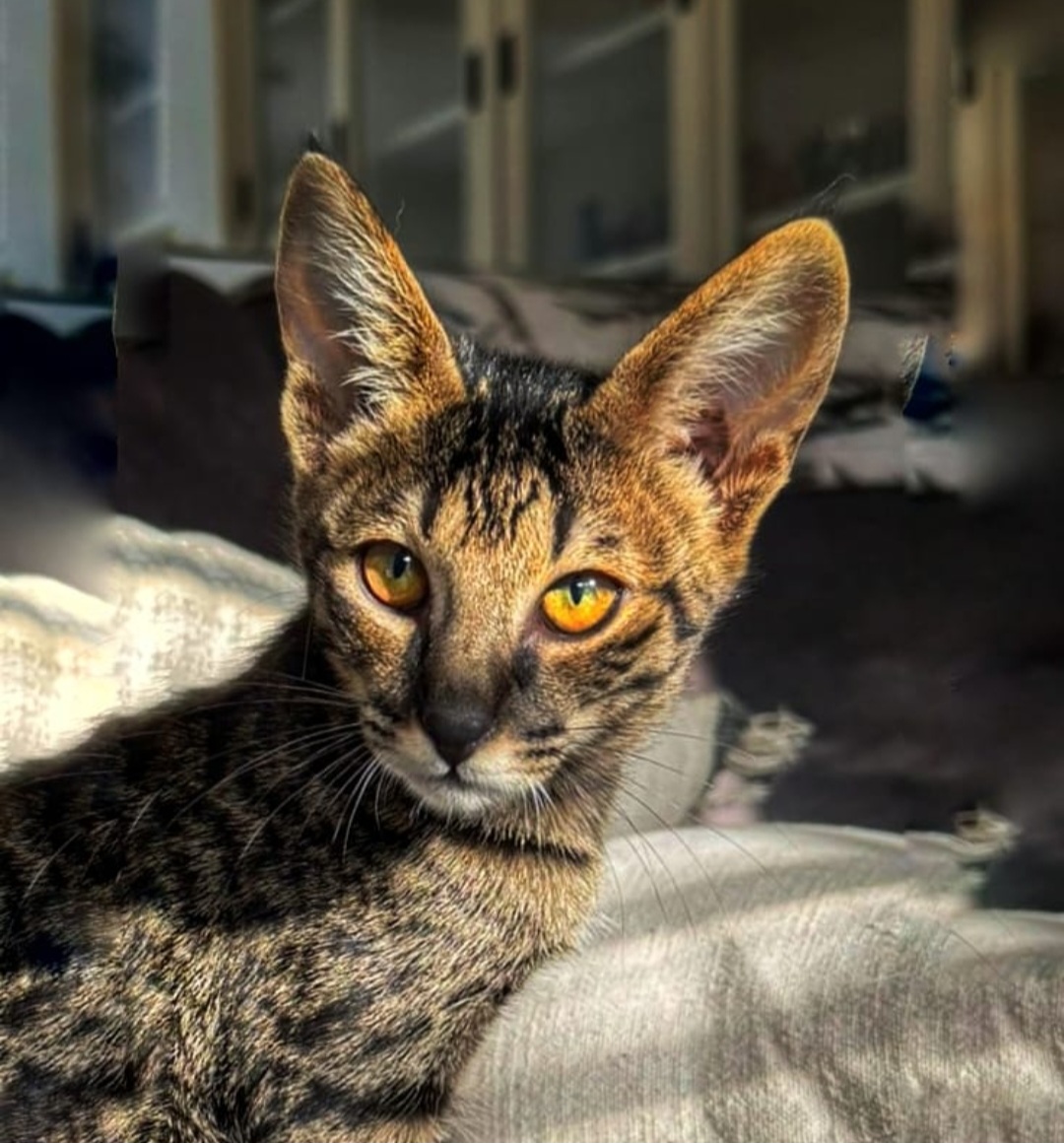 Catvision Shuri of SavvyMania