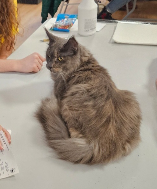 ECH. Artemis Diamond Desiree Washington