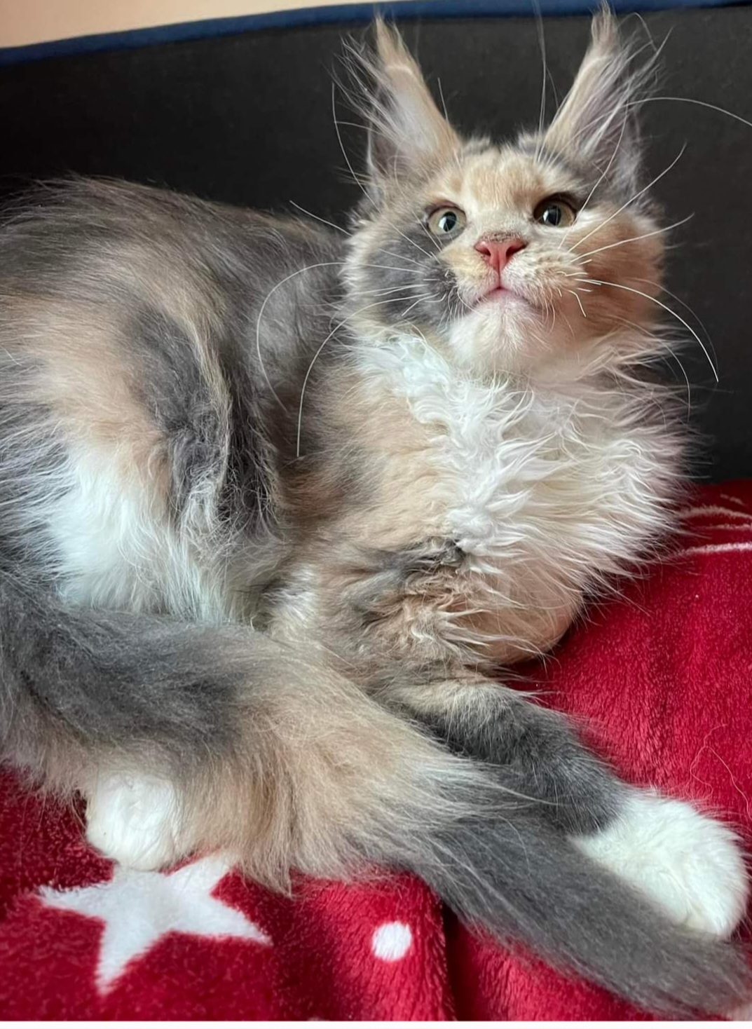 CH. Artemis Diamond Nikki Reed