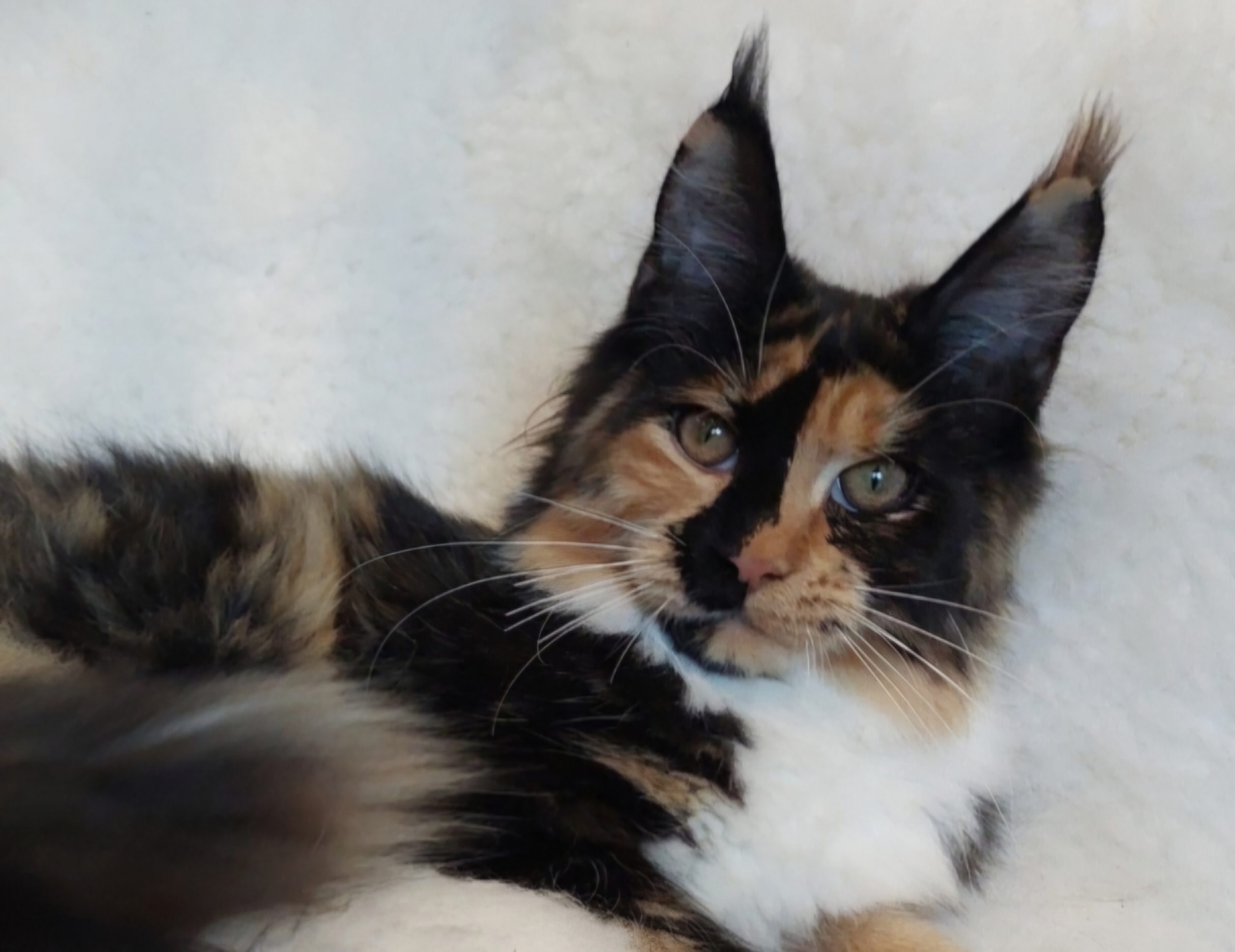 KCH. Venus Le trésor d'obiwan