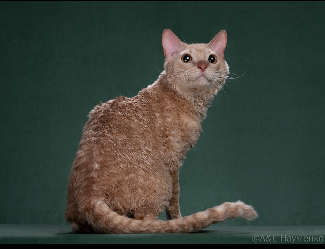 Iney Ural Shine / Иней Урал Шайн