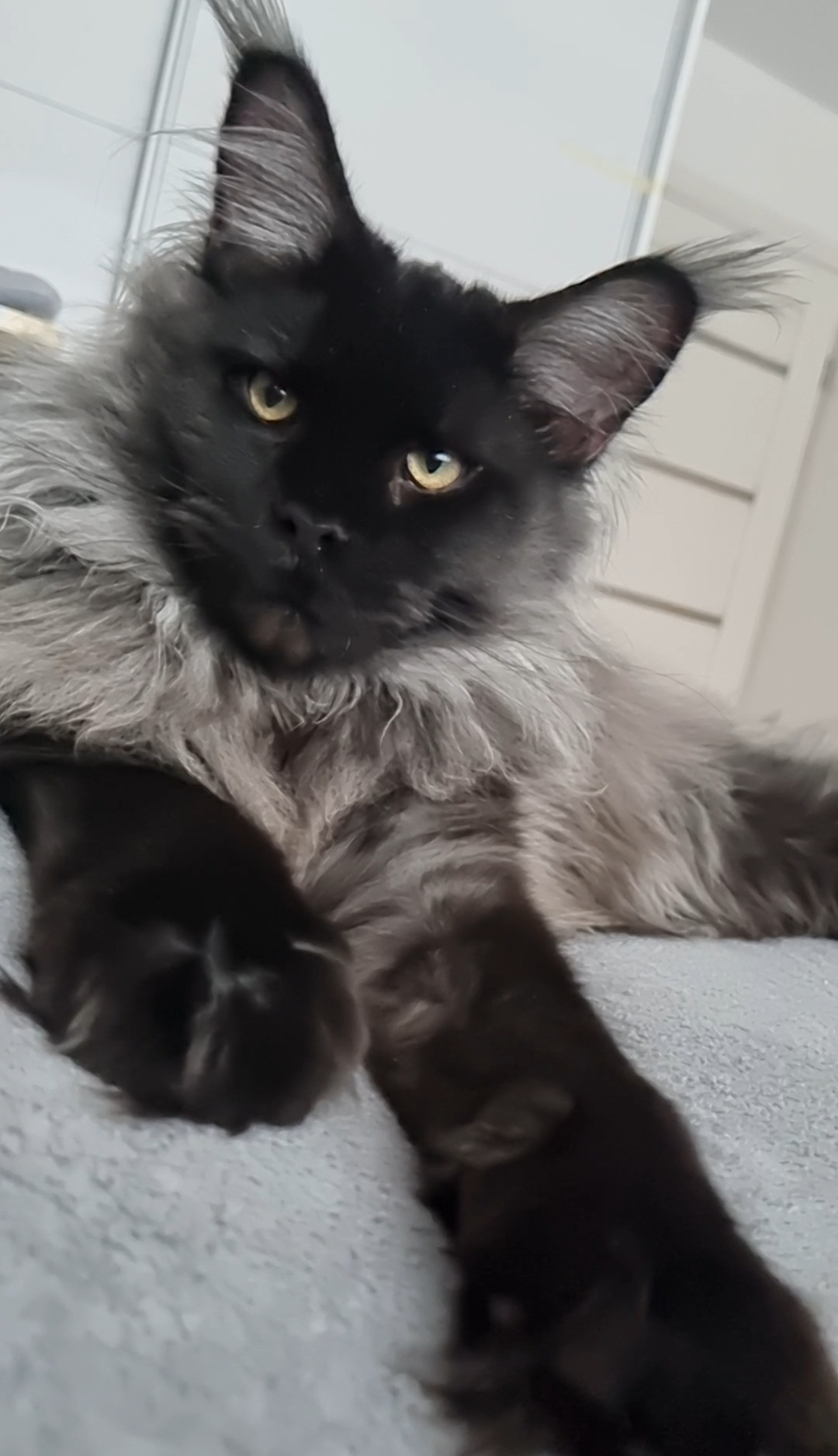 Watson Warm Purr