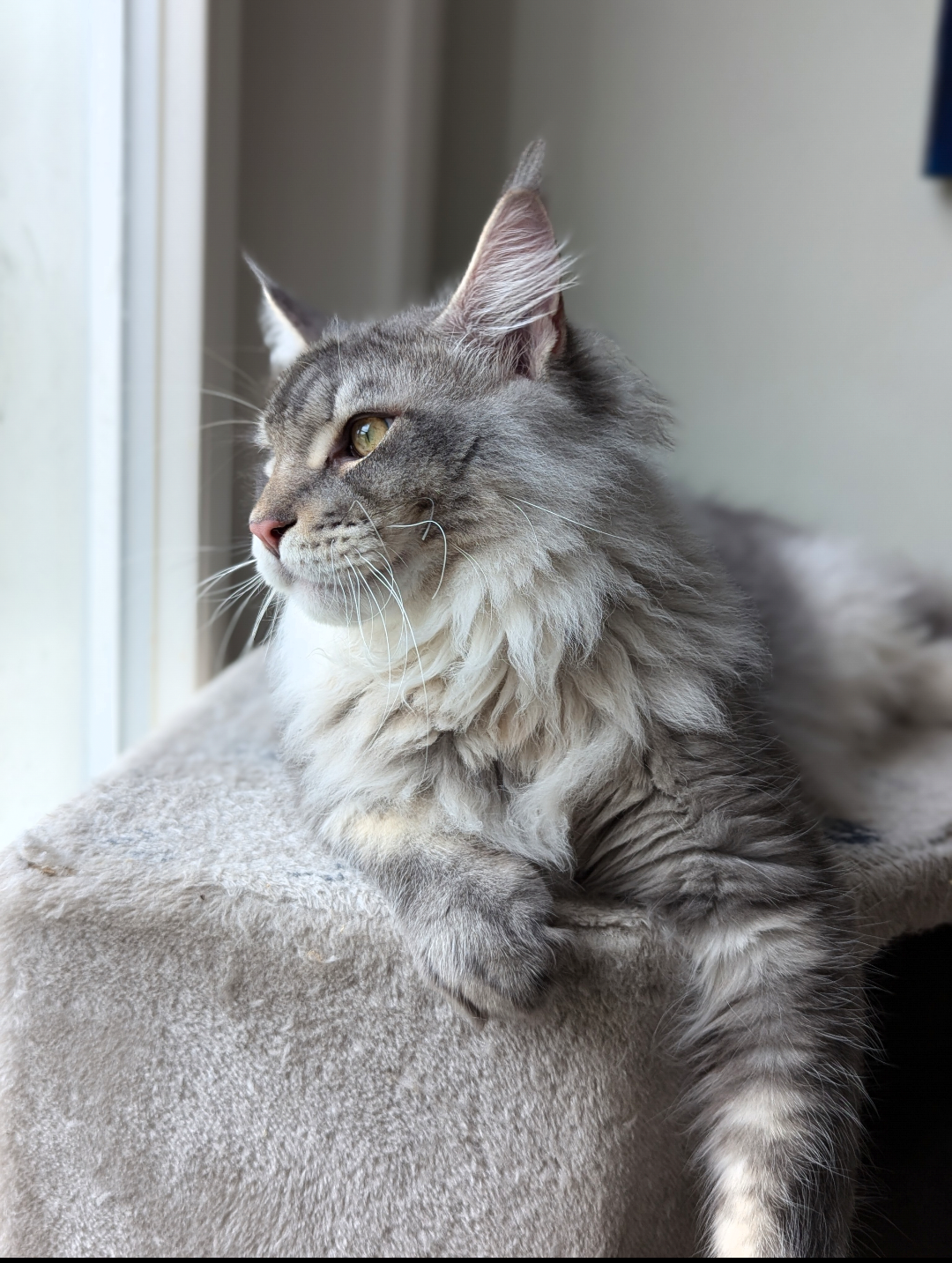 ICH. Mainelynx Silvercloud