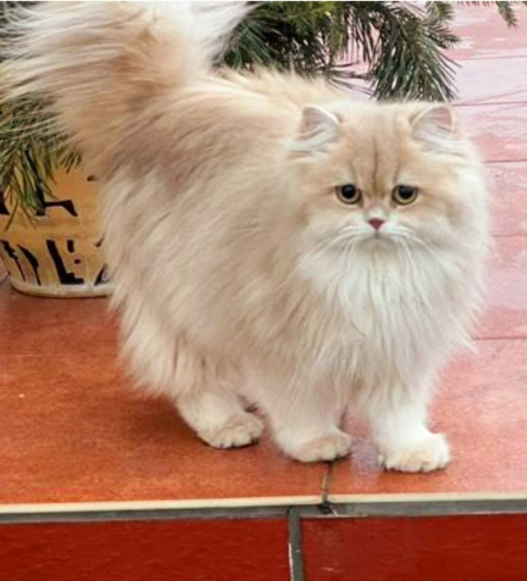 W- LILU GOLDEN EYES*BY