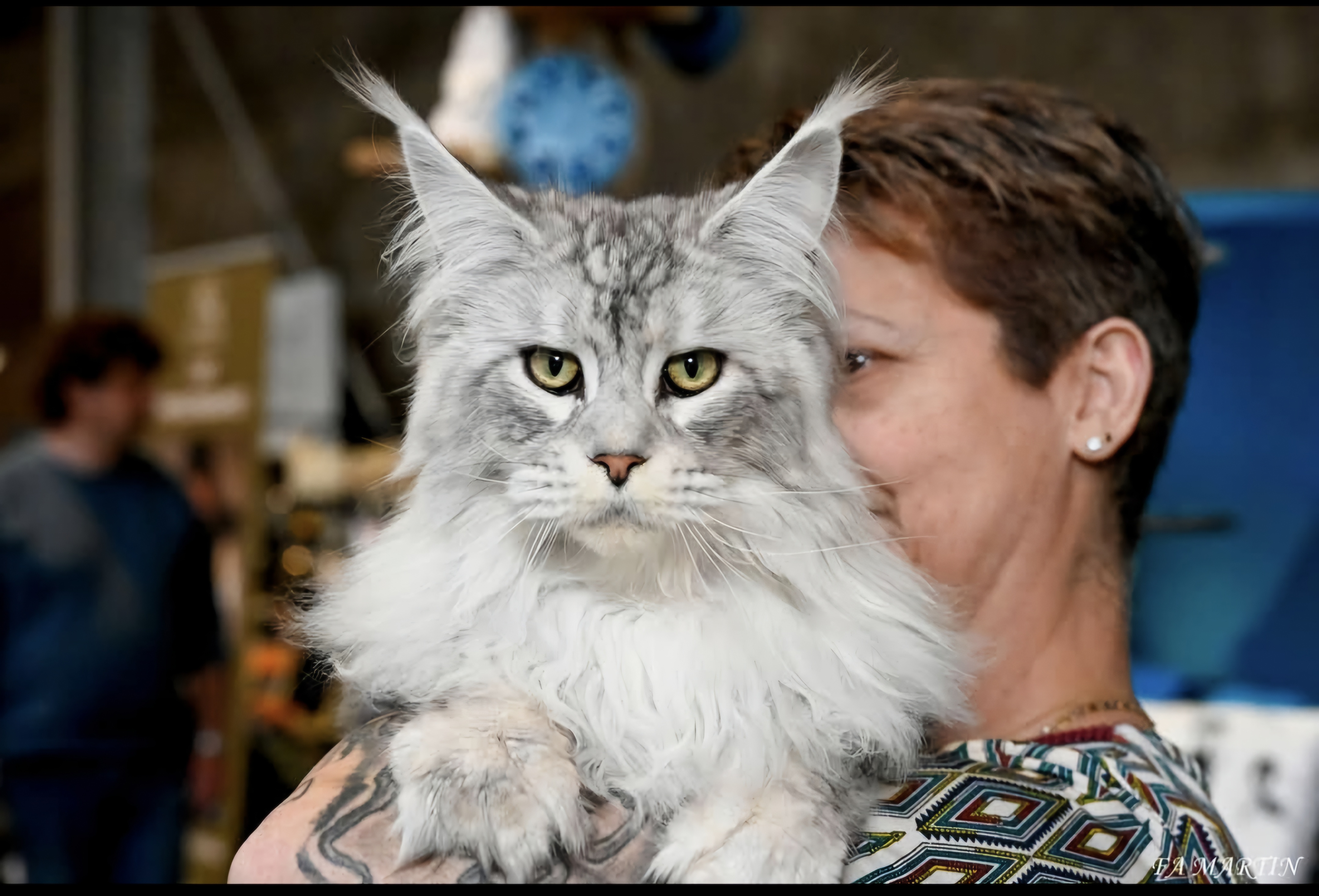 CH. Wolf Le trésor d'obiwan