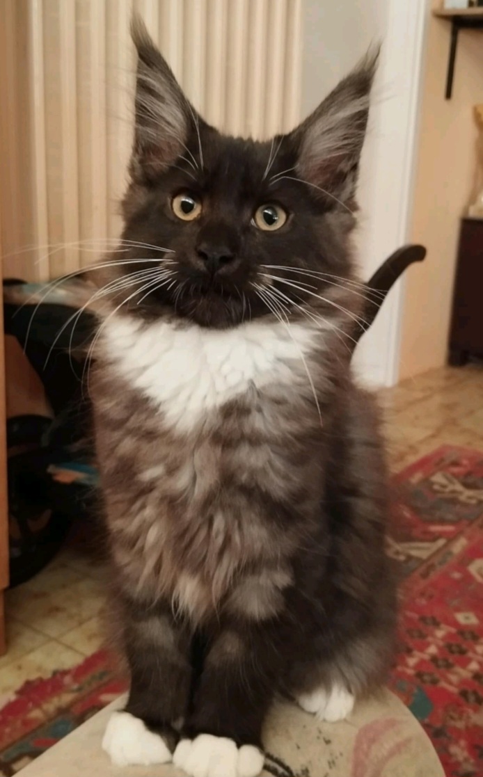 Sweet Predator Hunter