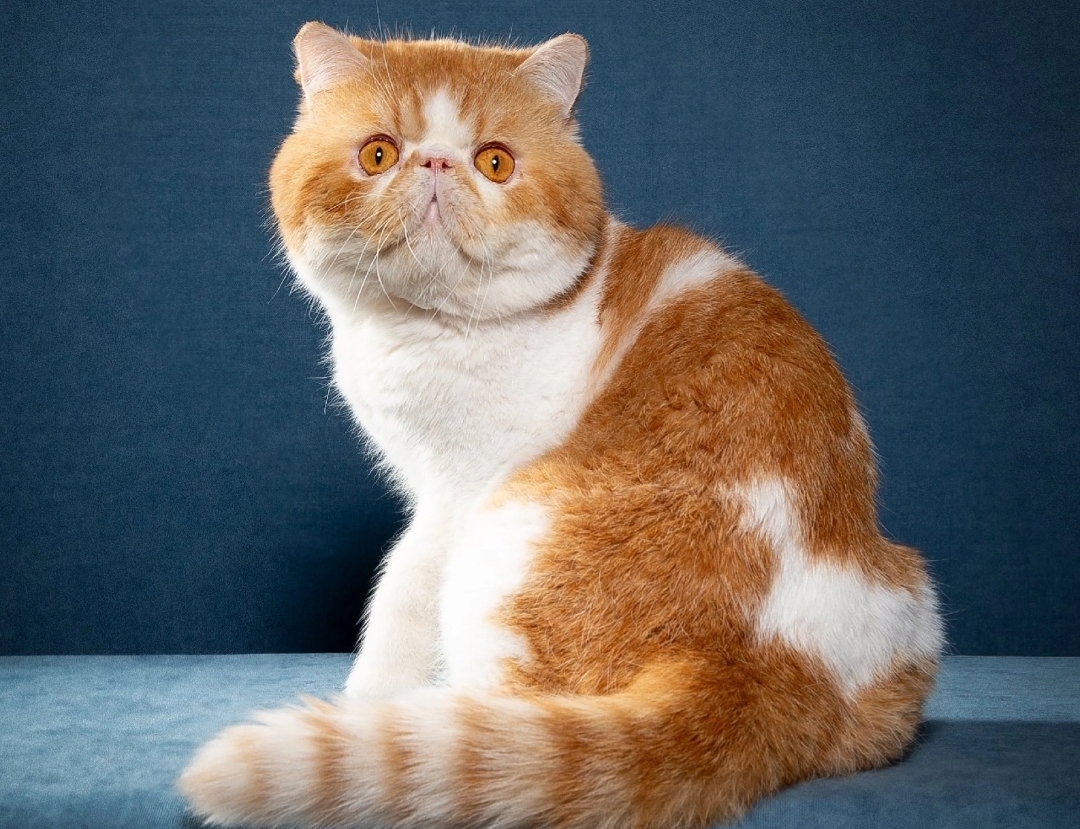 GECH. Blessingcat's Yarofei