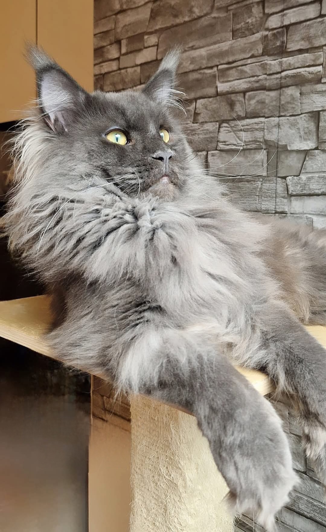 ECH. Vasabi Fluffy Elf