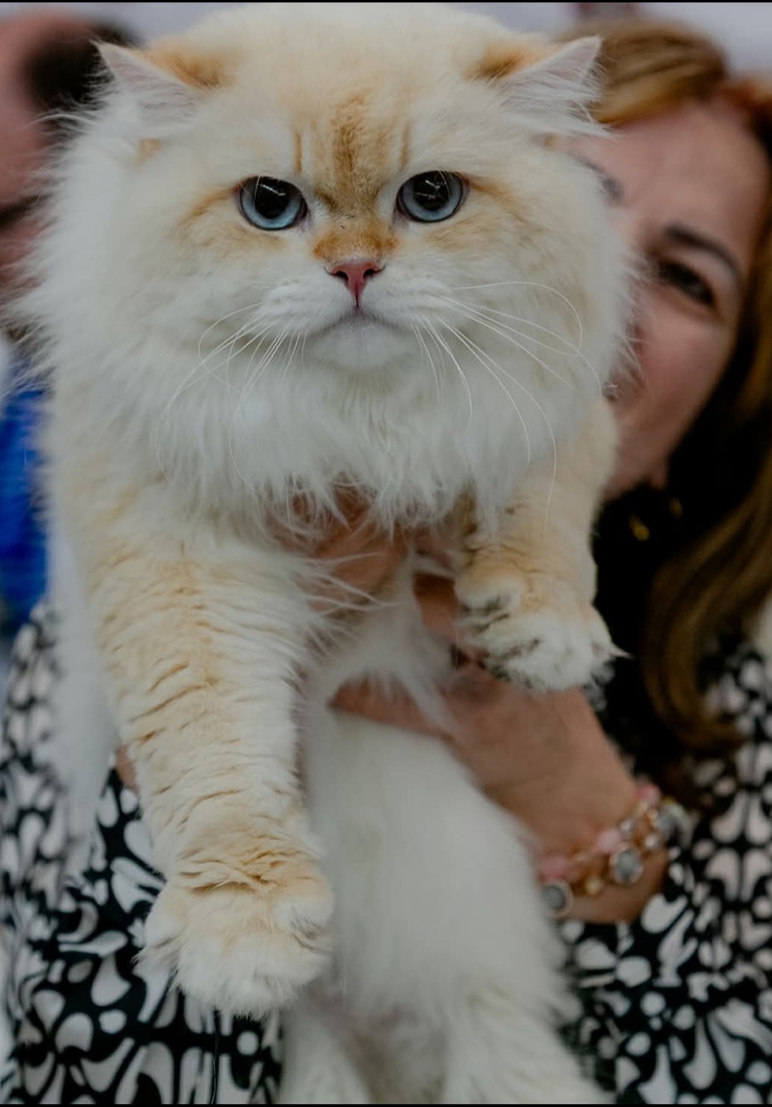 WCH. Golden Cat Kingdom Calvin
