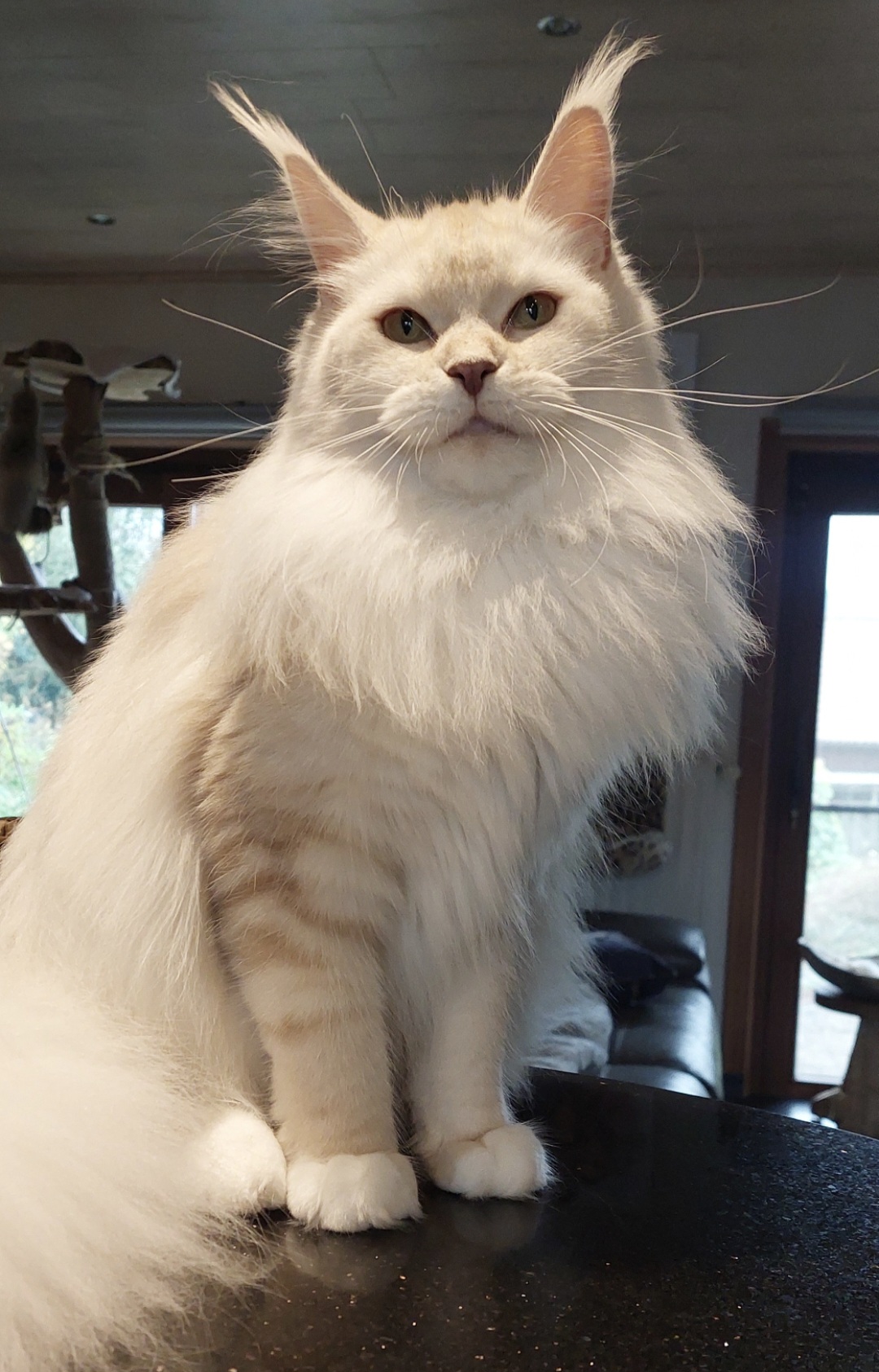 ICH. Umber-rose le cocoon des étangs