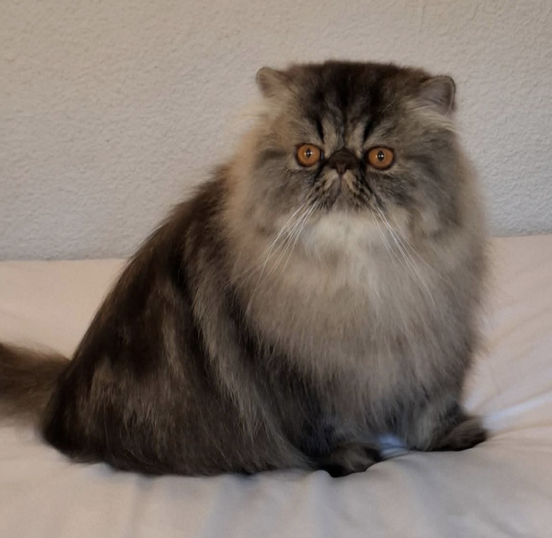 ICH. Genhemie's Elijah