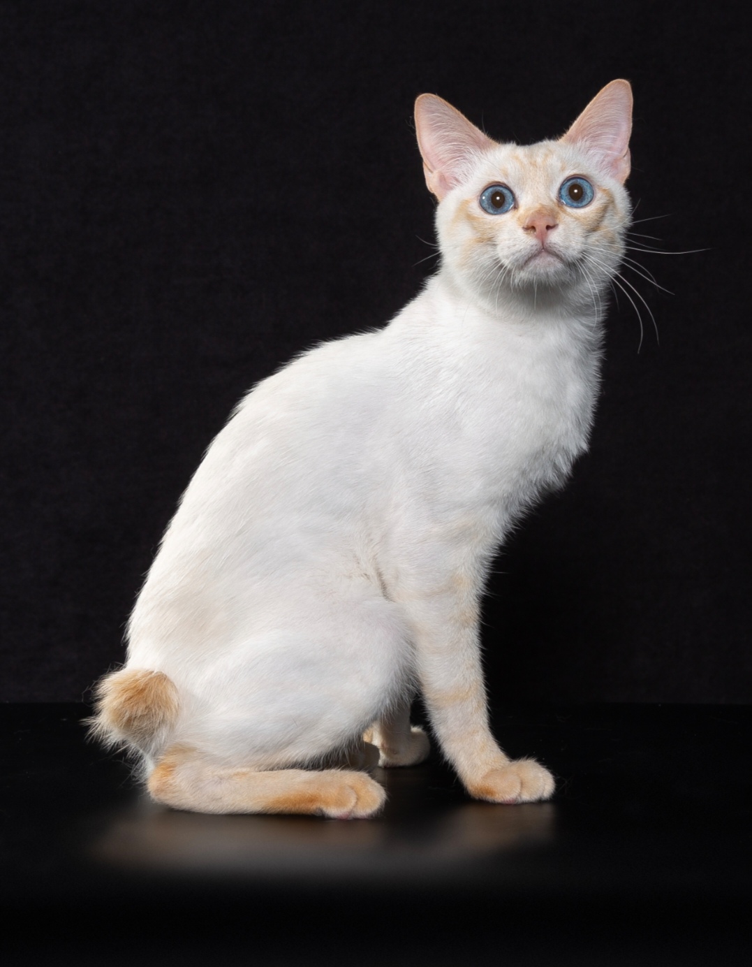 CH. Kandry Line Vasechkin