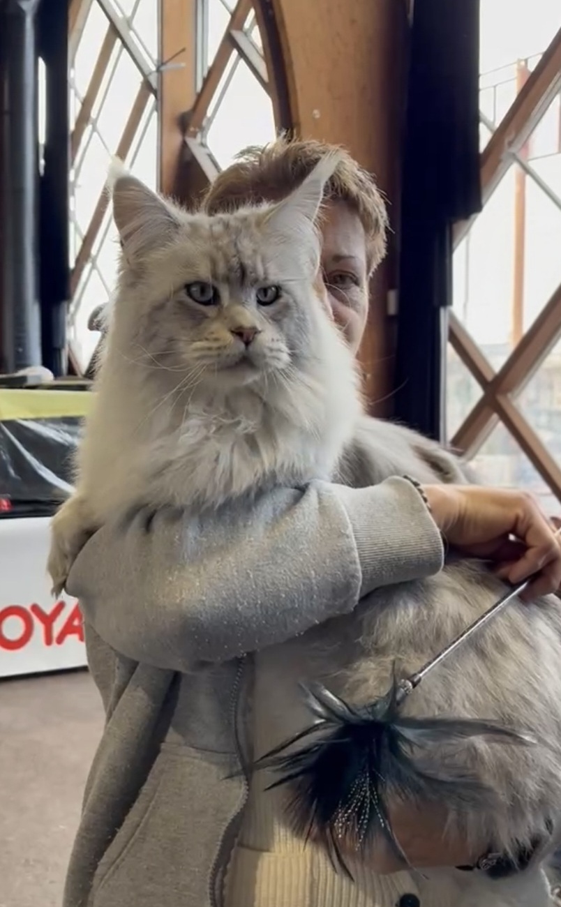 GICH. Wolf Le trésor d'obiwan