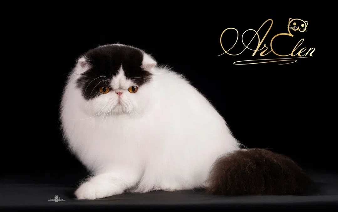 WCH. Venjiamin Ar Elen-De-My Pride