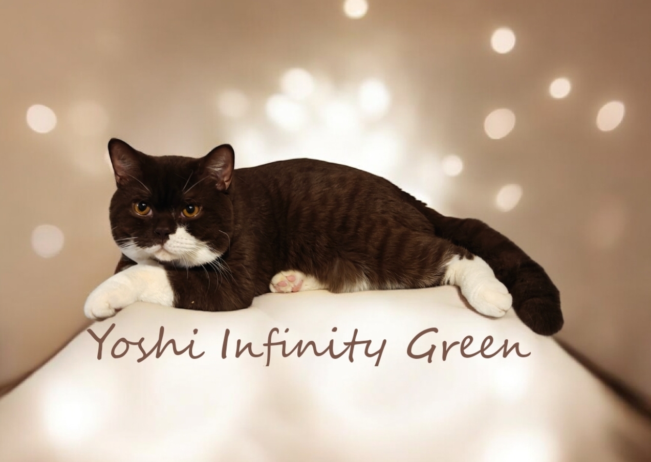 Yoshi Infinity Green