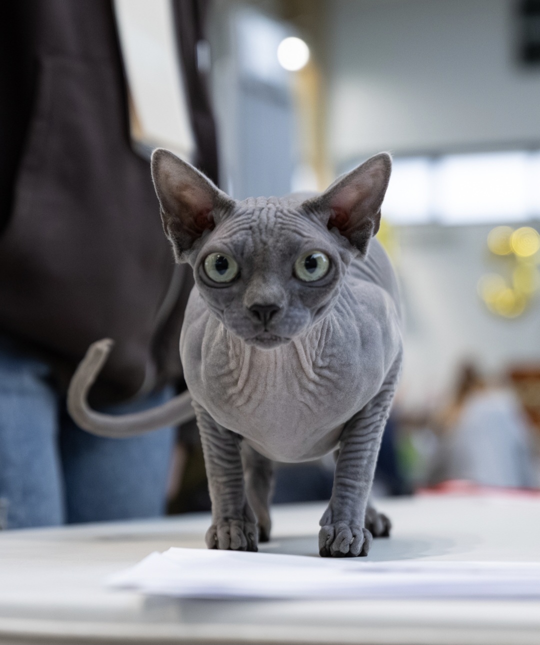 CH. CANDY QUEEN Koci Gród*PL