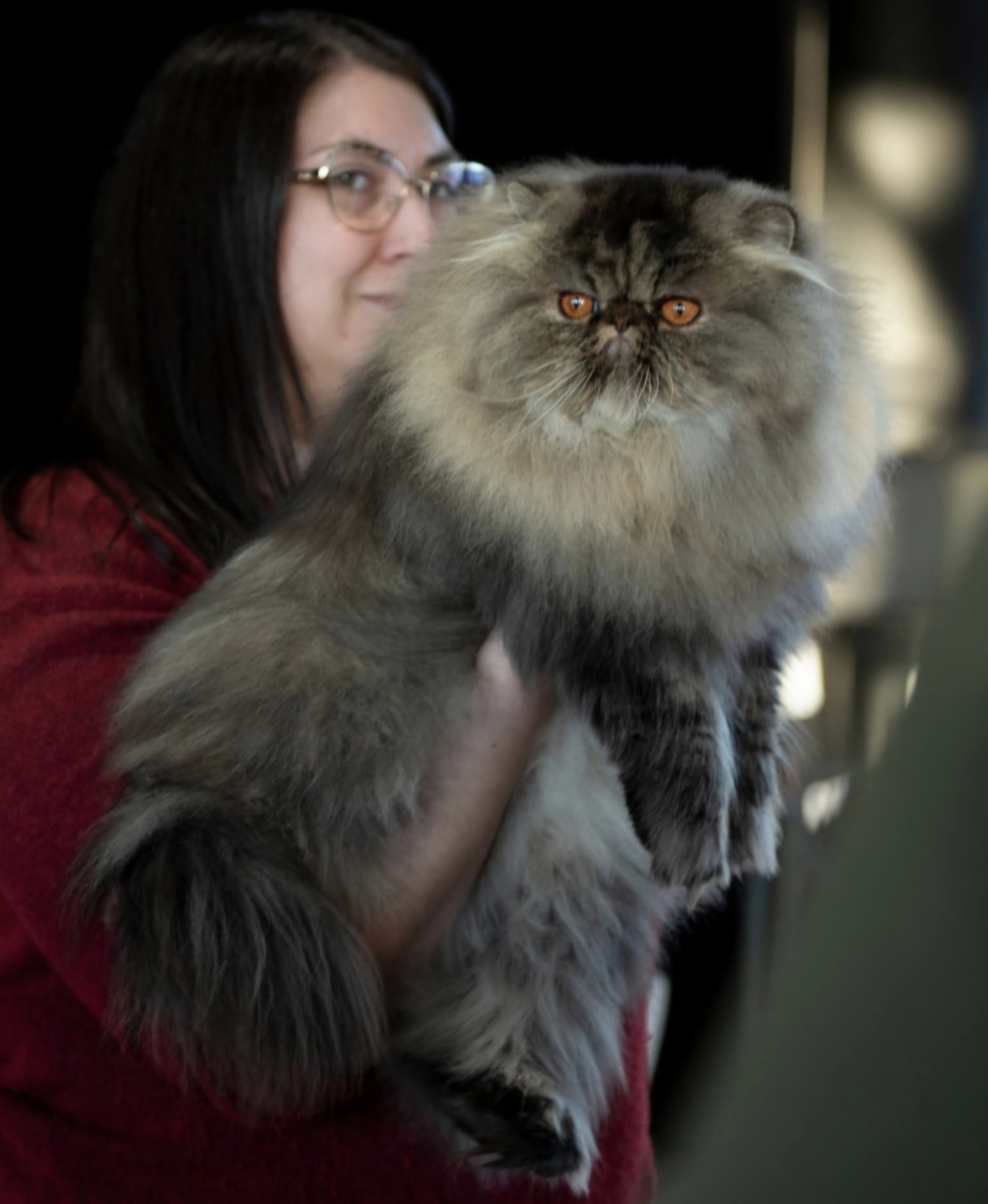 GECH. Genhemie's Elijah