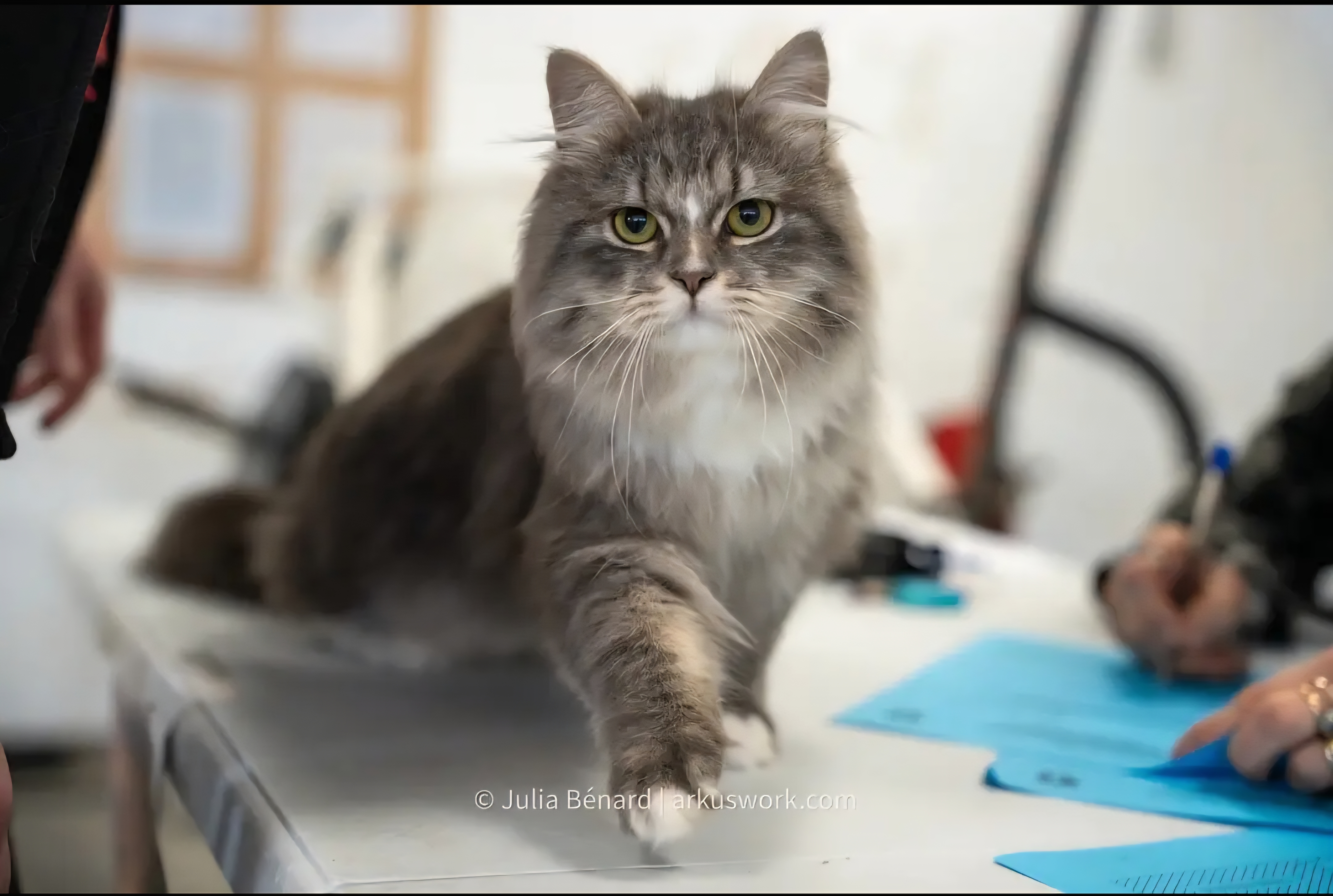 JPR. ayon wang no yume