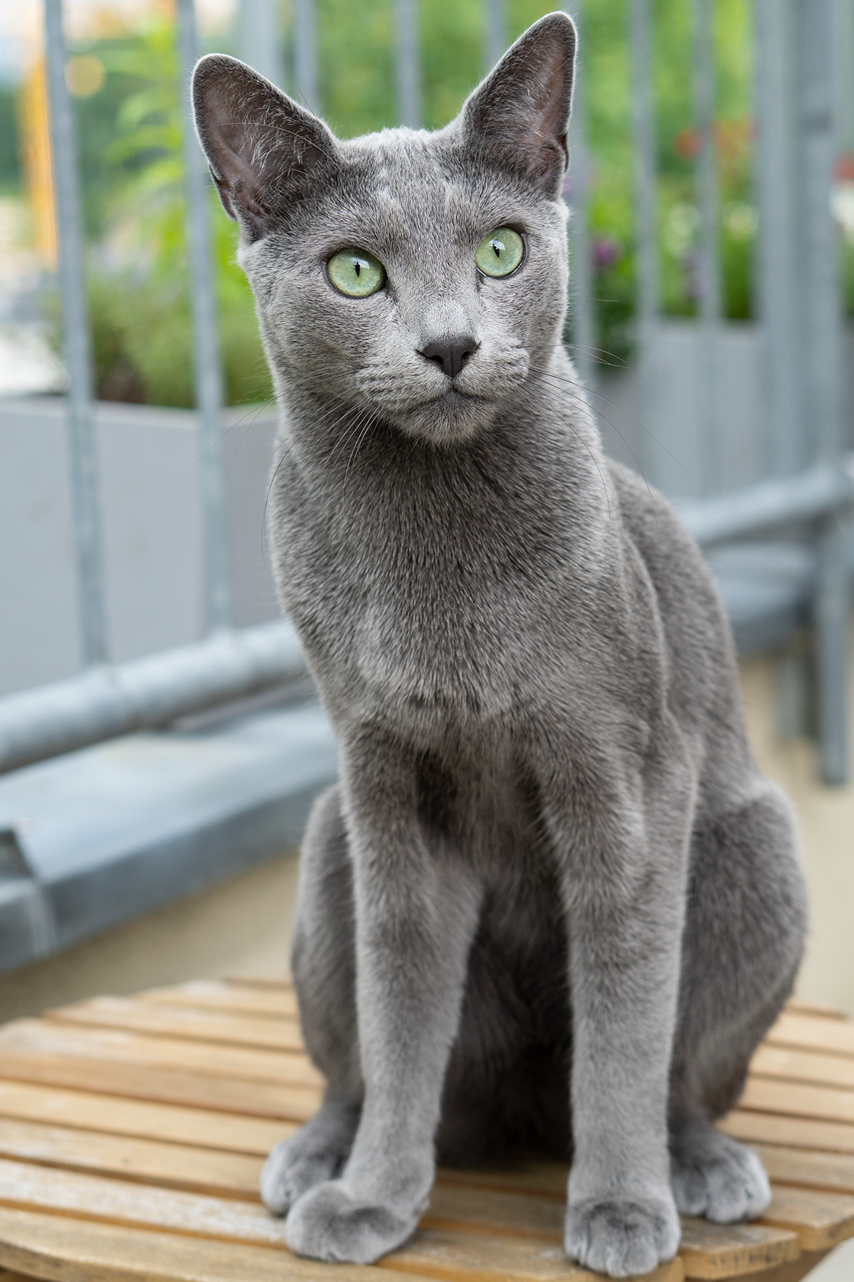 GICH. Teo Blue Bajkal