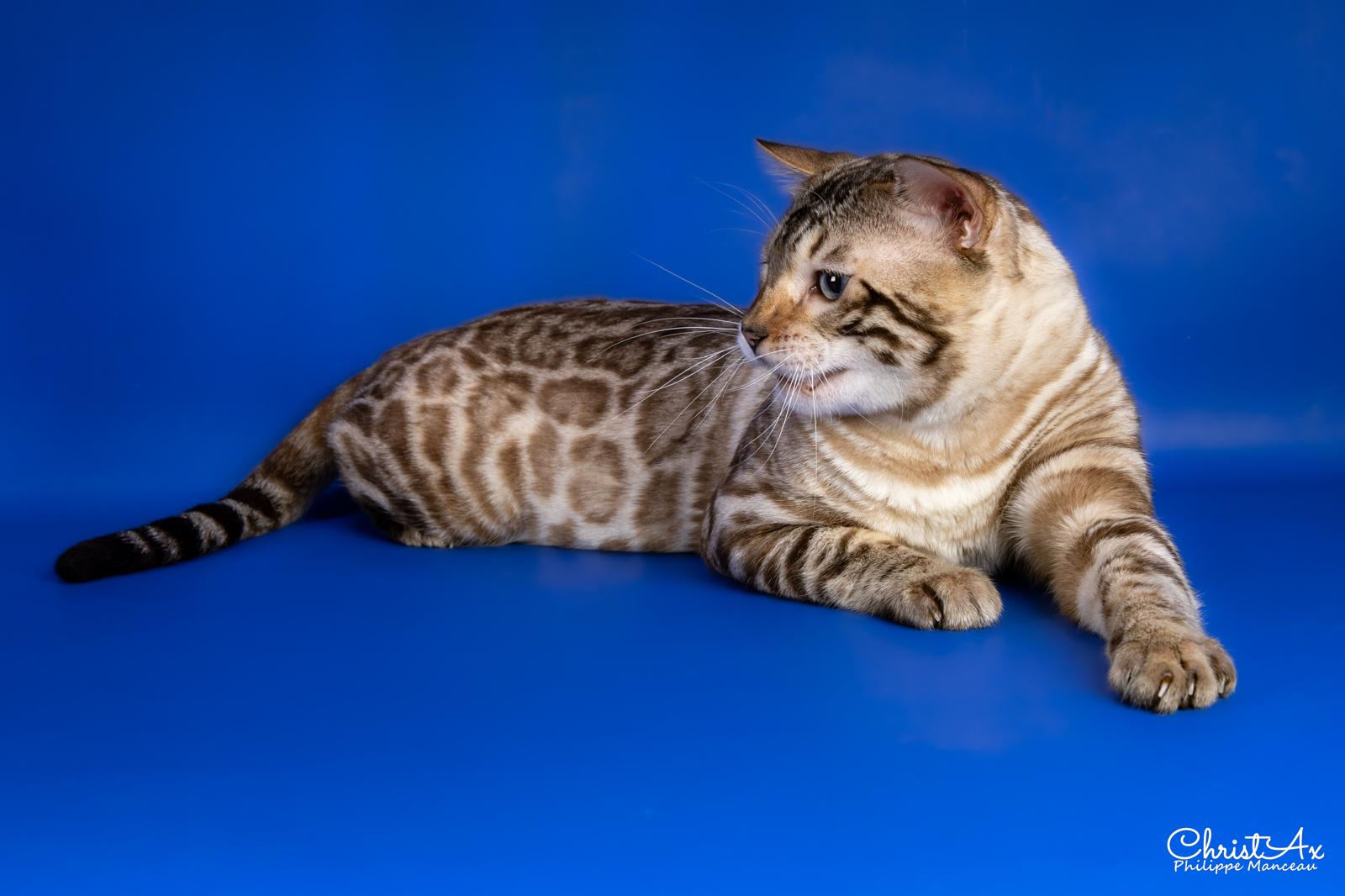 ECH. N TSAR EXOTIC LEOPARD,HR