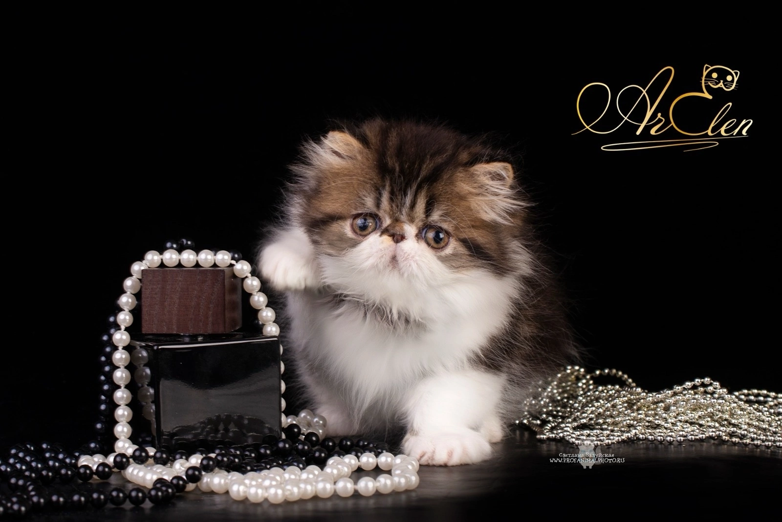 Itha Elen-de-my Pride