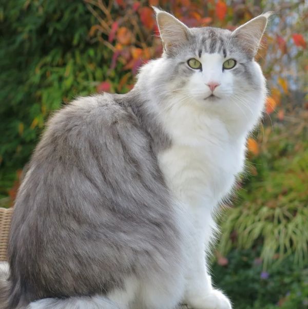 GICH. NW'25, NW' 24 SC Afjord`s Silver II DVM