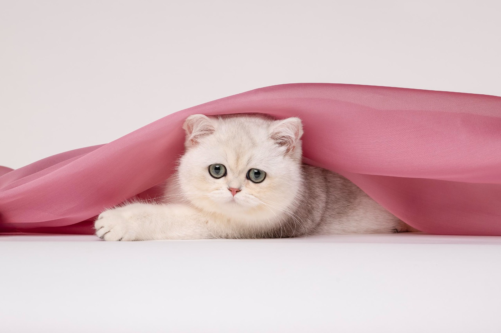 CH. HR*Purple Agnes Melody