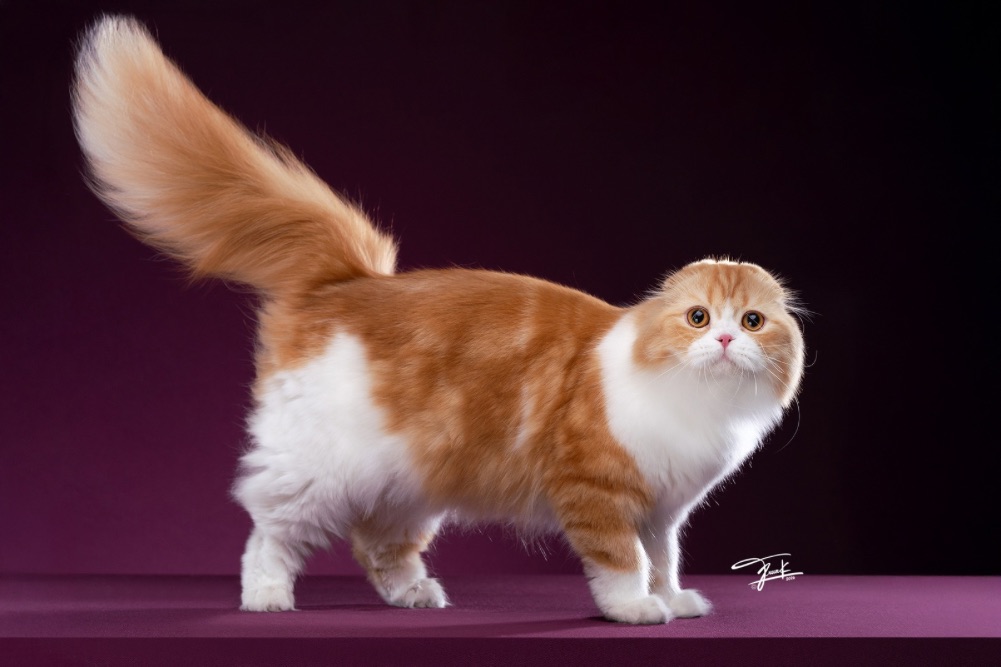 CH. Violin of Saturday Nangkao