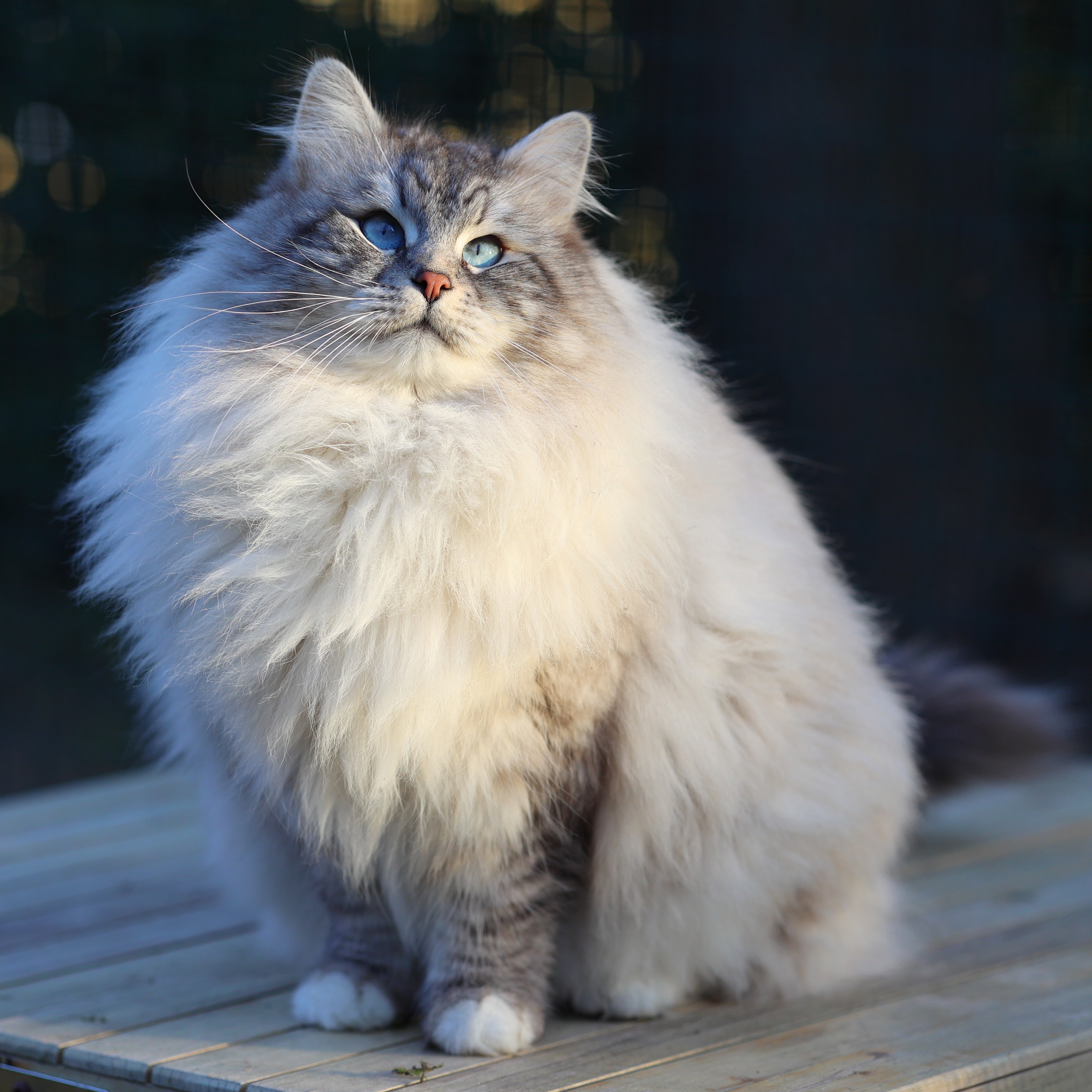 WCH. Uther Pendragon du Mas des Névas